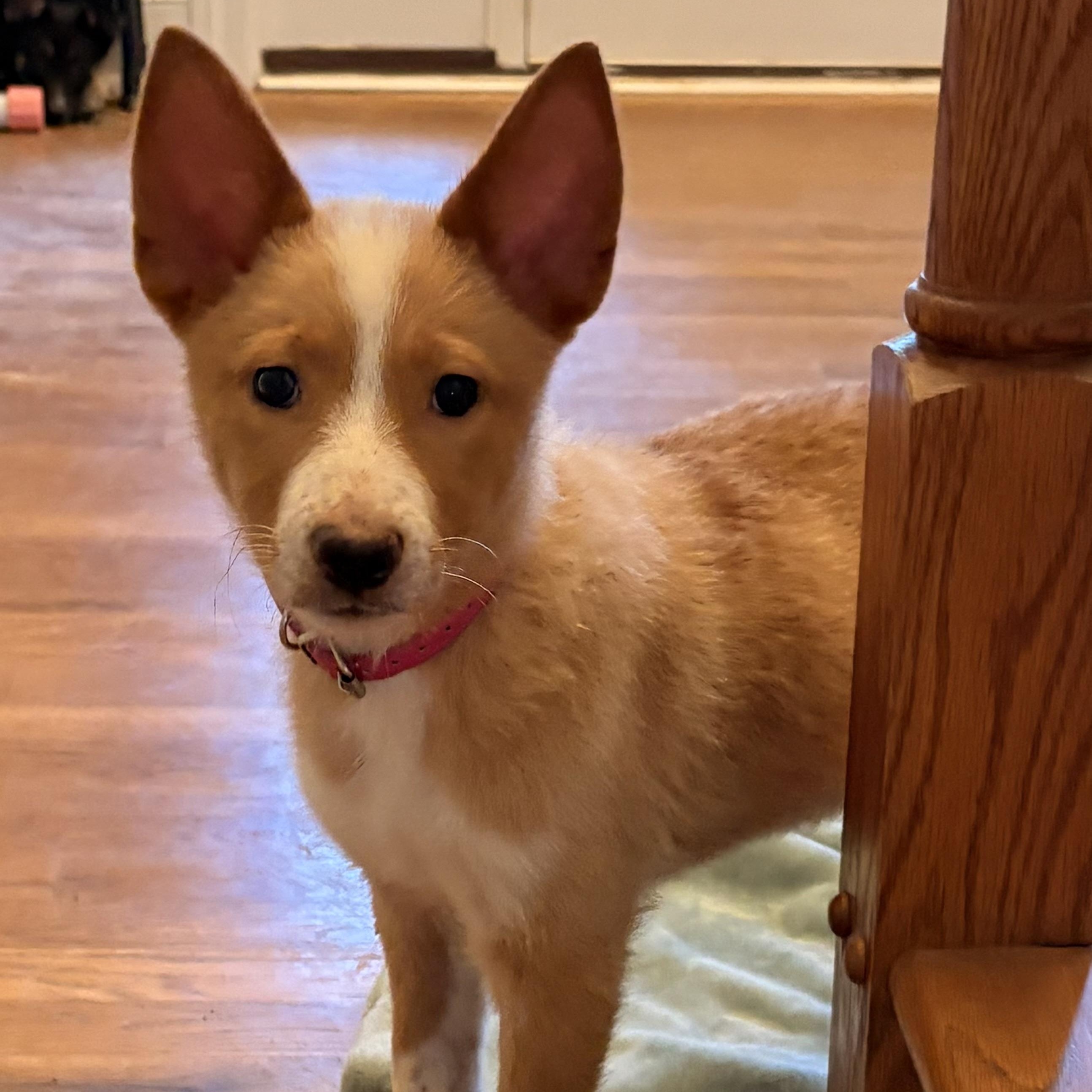 Skylar, adopted, Puppy Female Basenji.