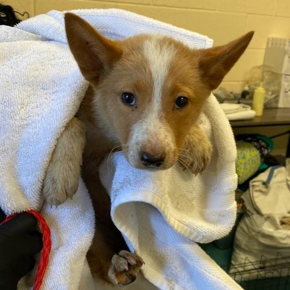 Enlarge Skylar, an adopted mixed breed in Brentwood, TN image 2/2