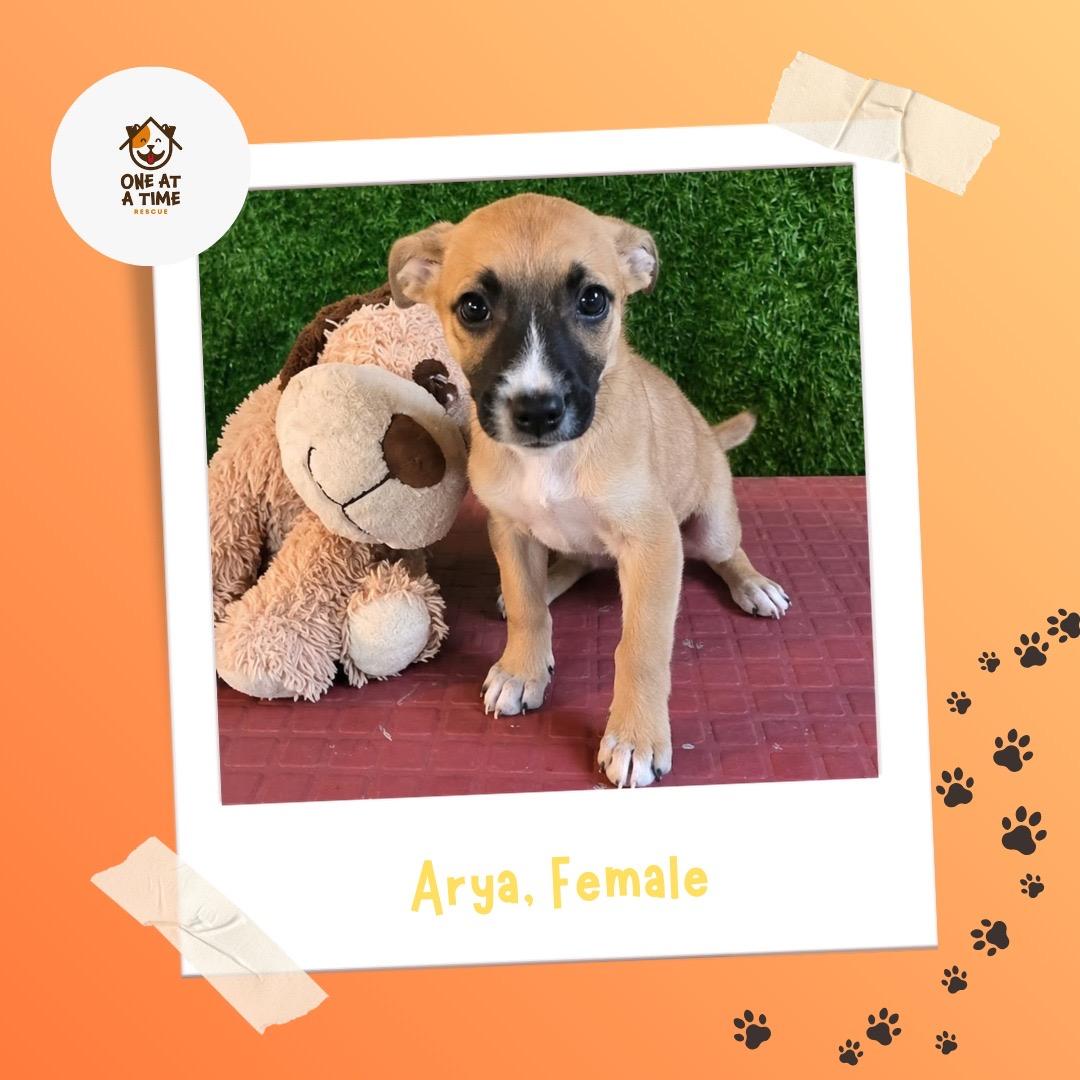 Arya, Adoptable, Puppy Female Shepherd.