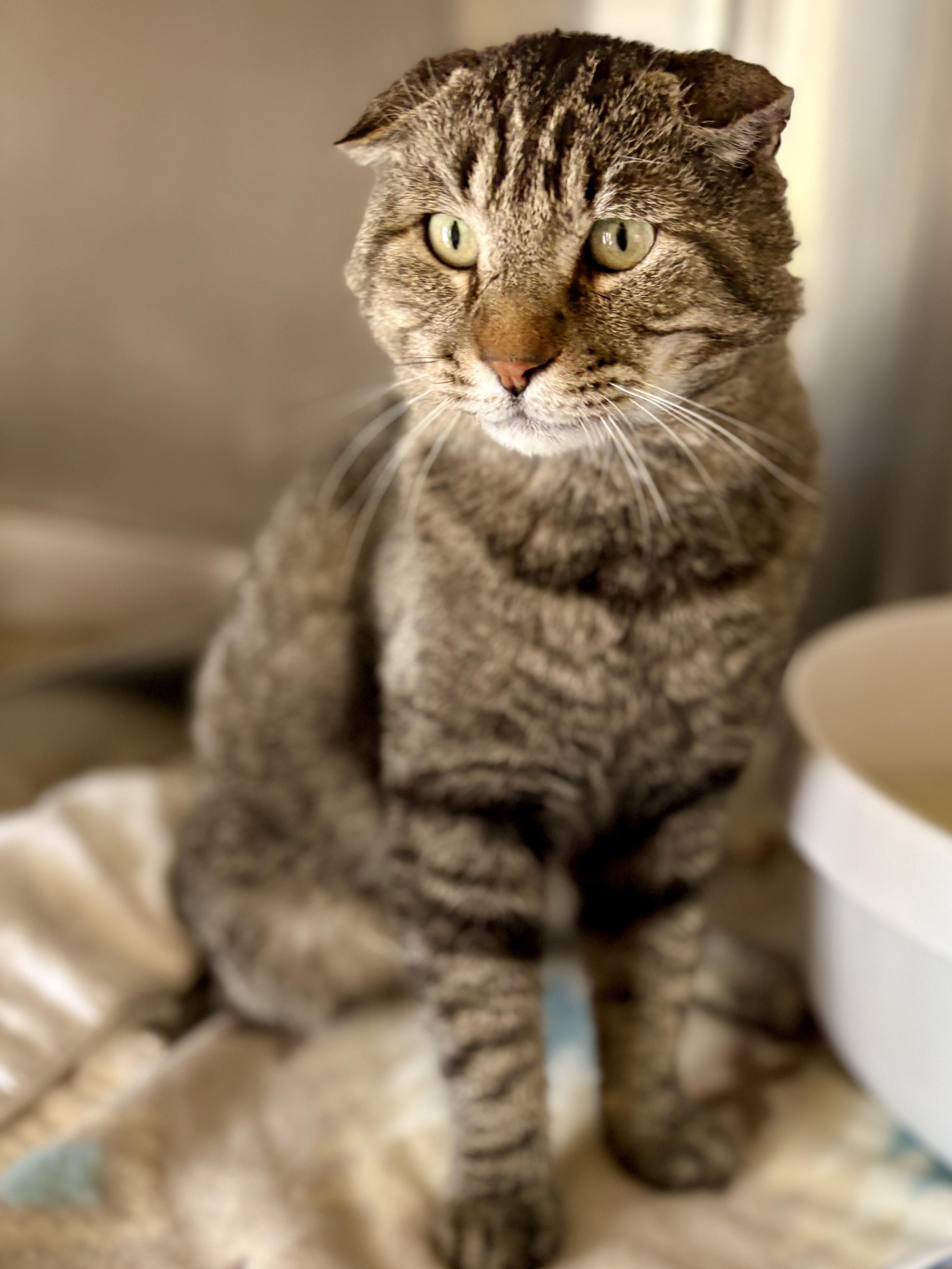 IAN, an adopted Tabby in Prescott, AZ image 5/6