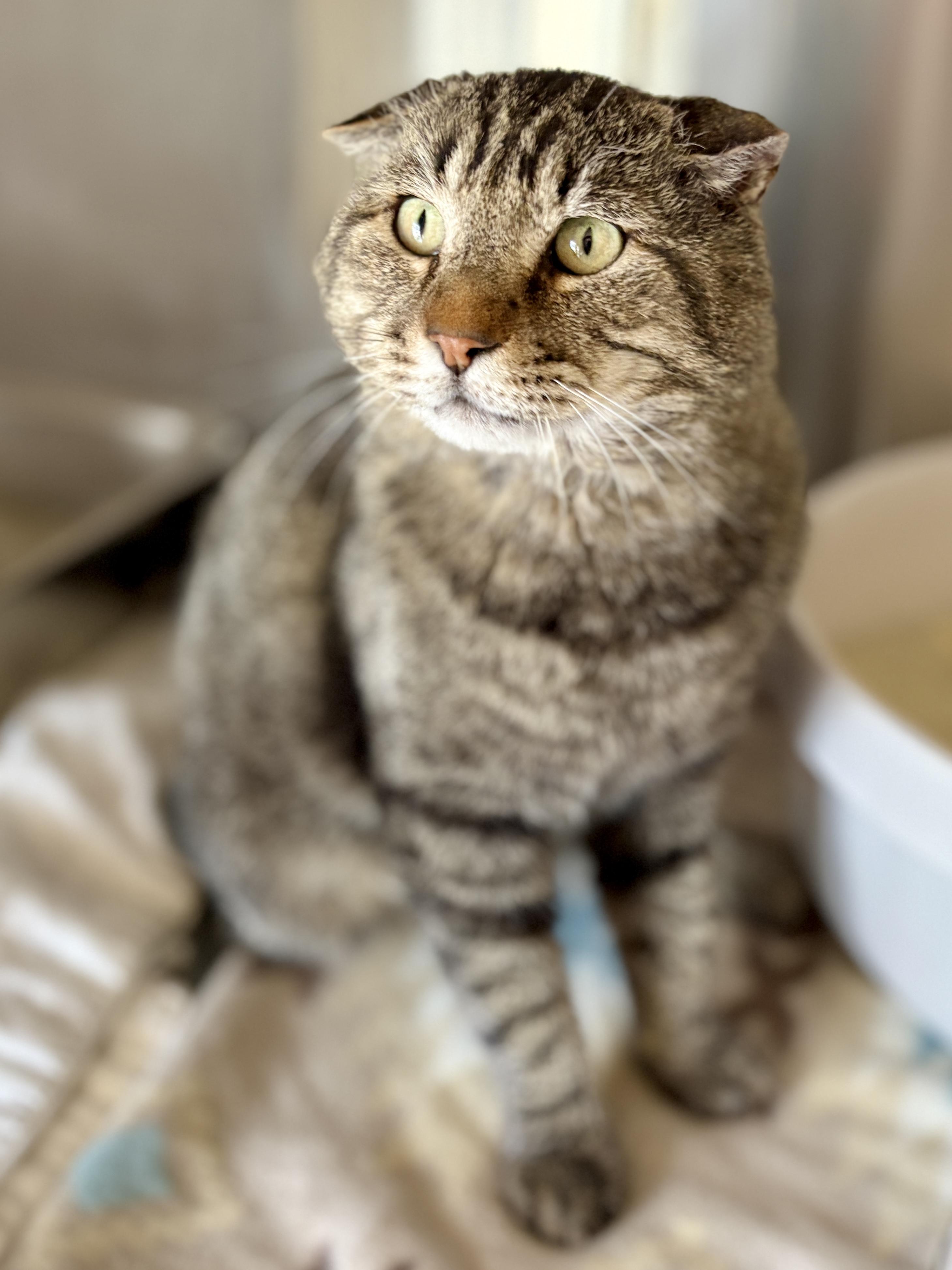 IAN, an adopted Tabby in Prescott, AZ image 4/6