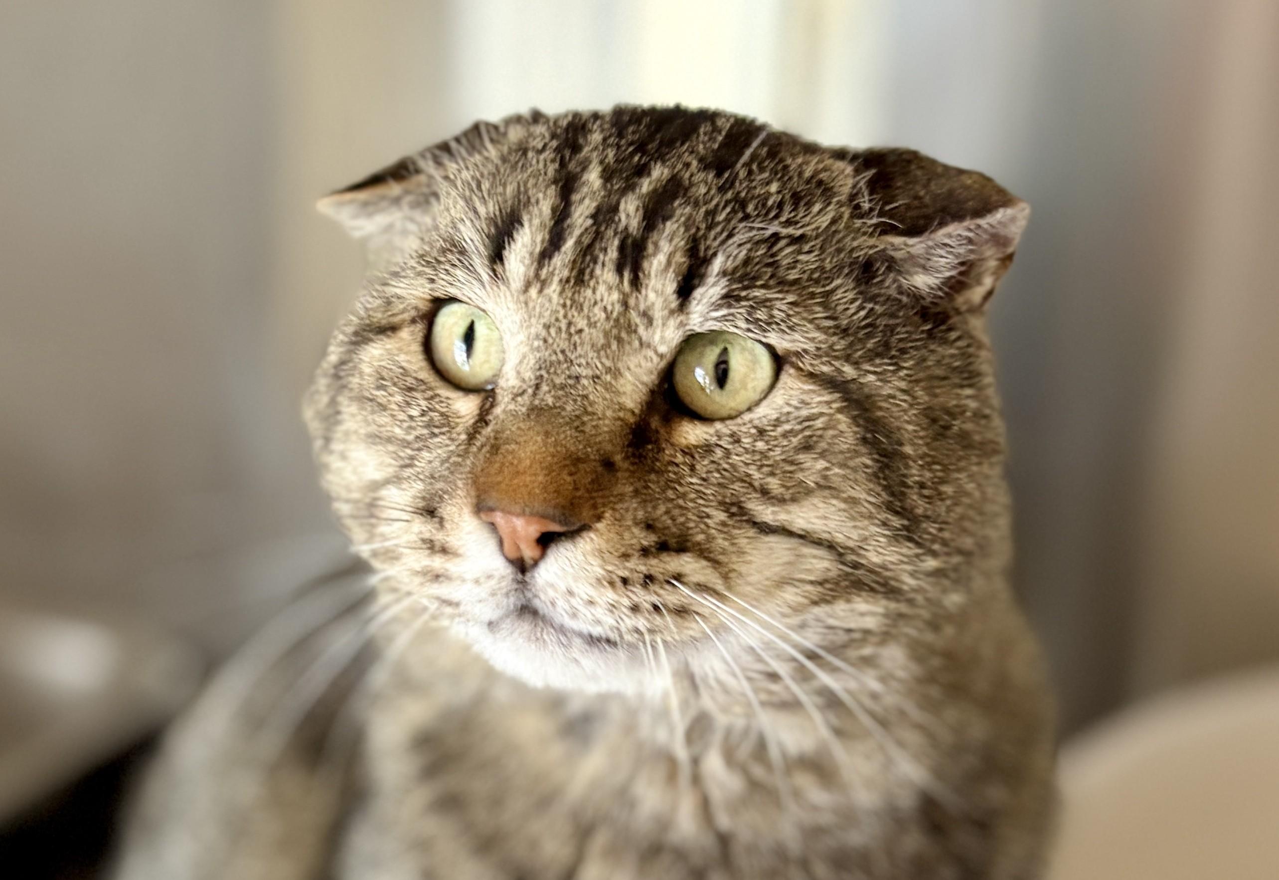IAN, an adopted Tabby in Prescott, AZ image 2/6
