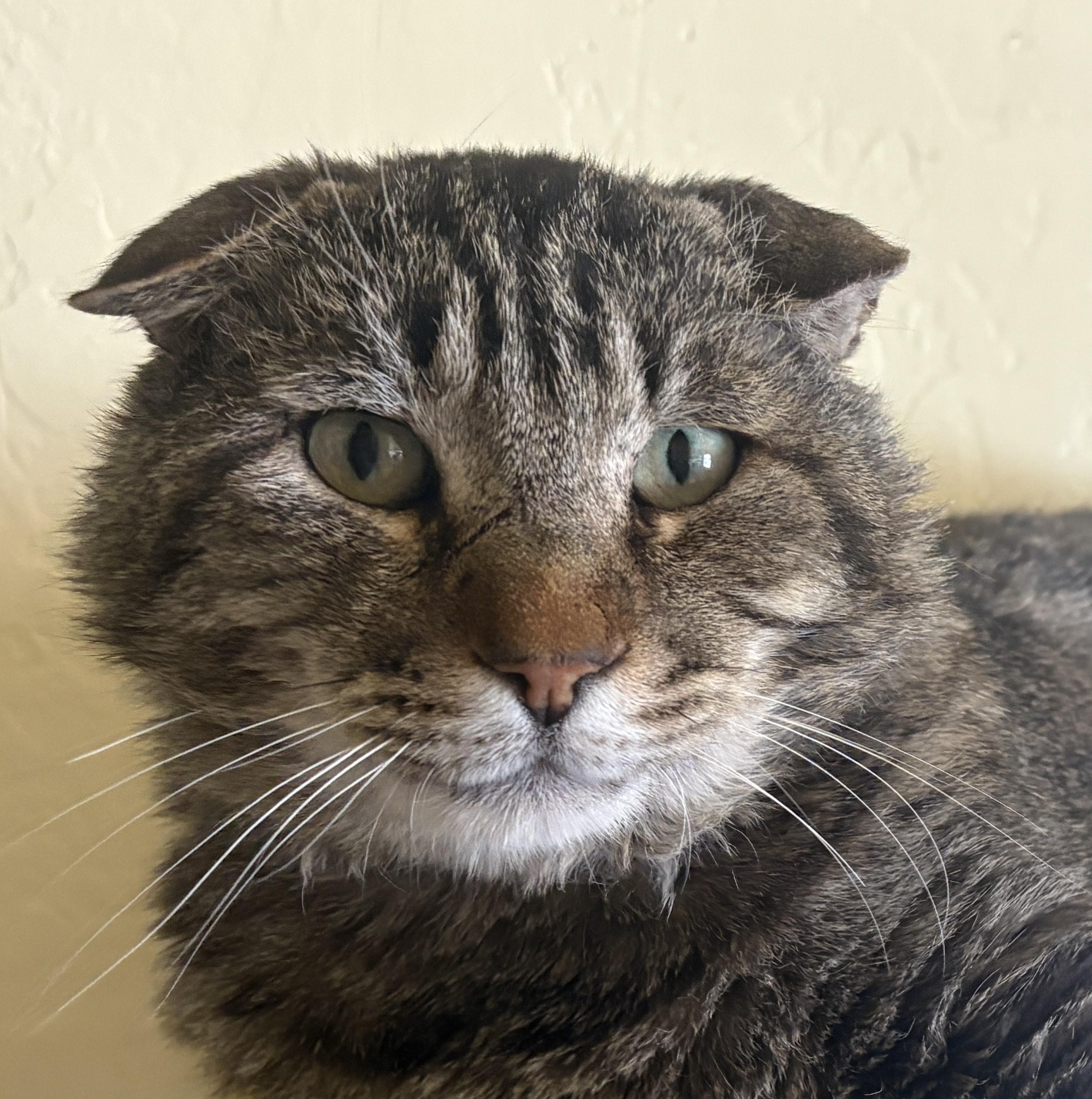 IAN, adopted, Adult Male Tabby.