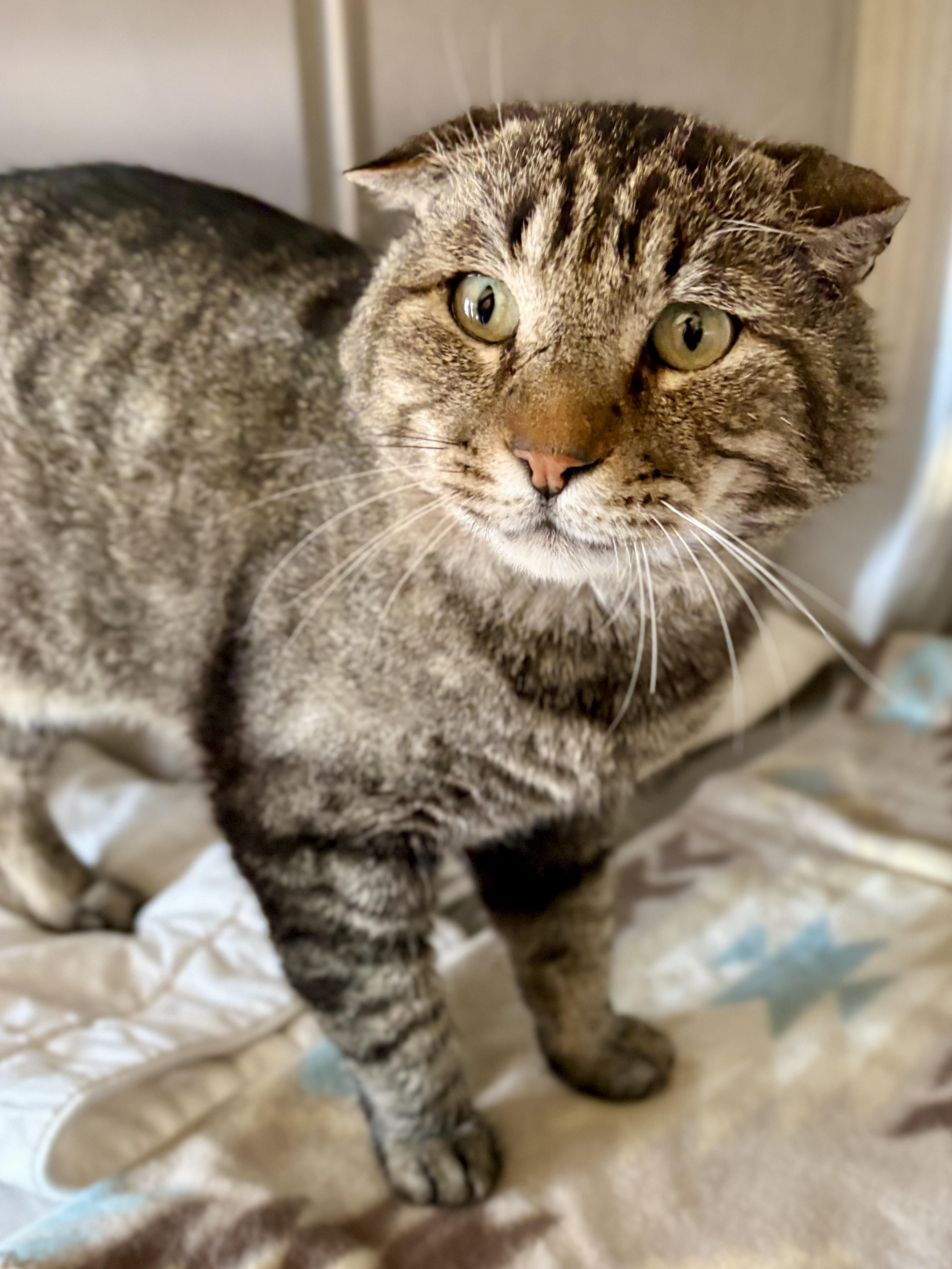 IAN, an adopted Tabby in Prescott, AZ image 6/6