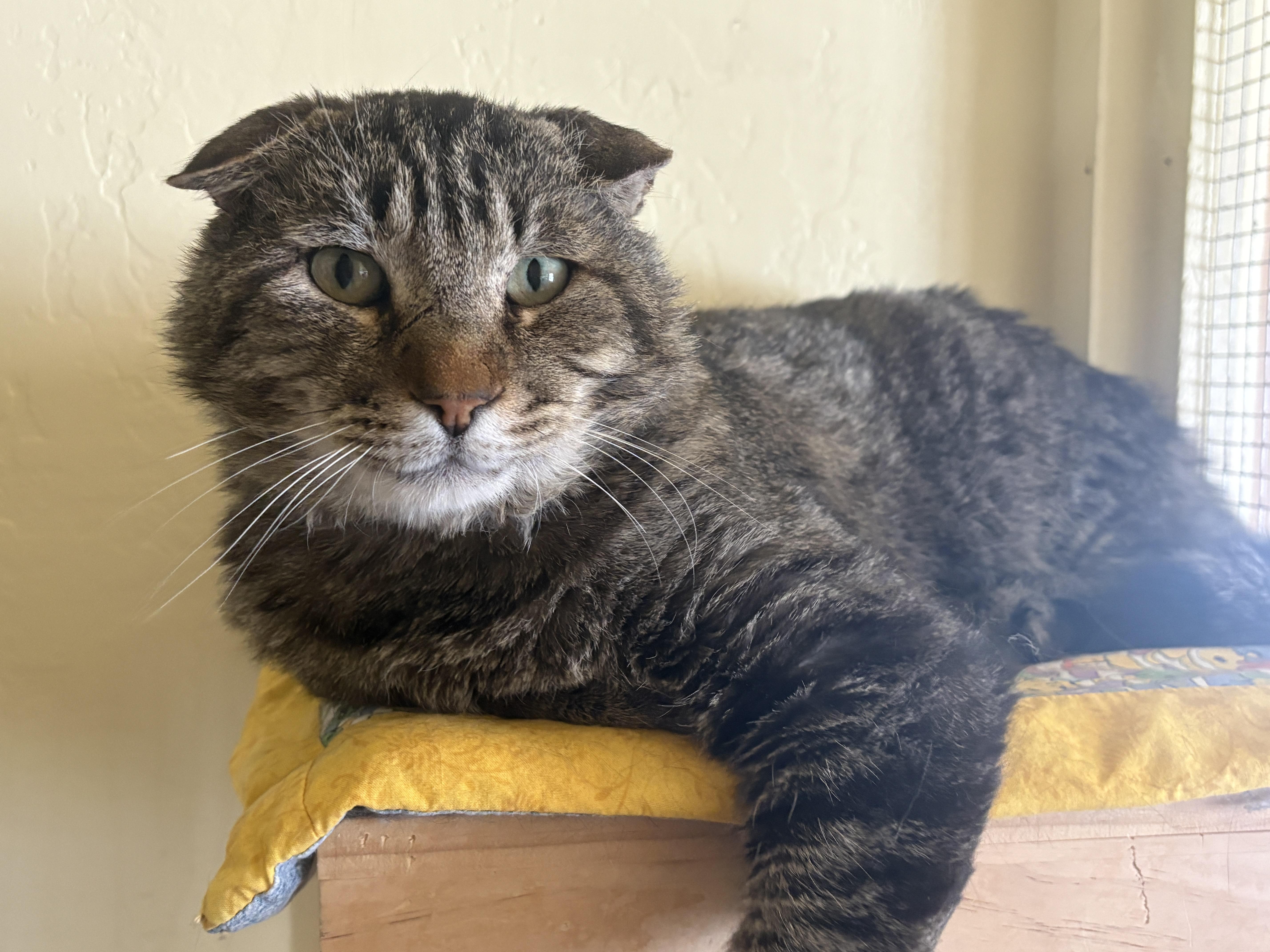 IAN, an adopted Tabby in Prescott, AZ image 3/6