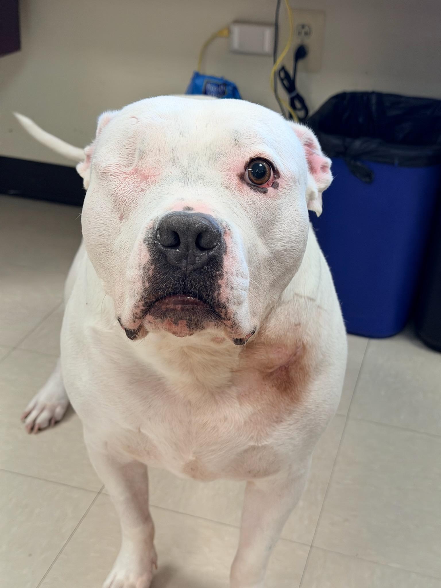 Enlarge Stormi, a ADOPTABLE Pit Bull Terrier in Clayton, NJ image 1/1