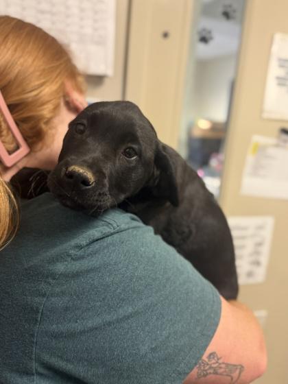 Marinara, Adoptable, Young Female Labrador Retriever & Mixed Breed.