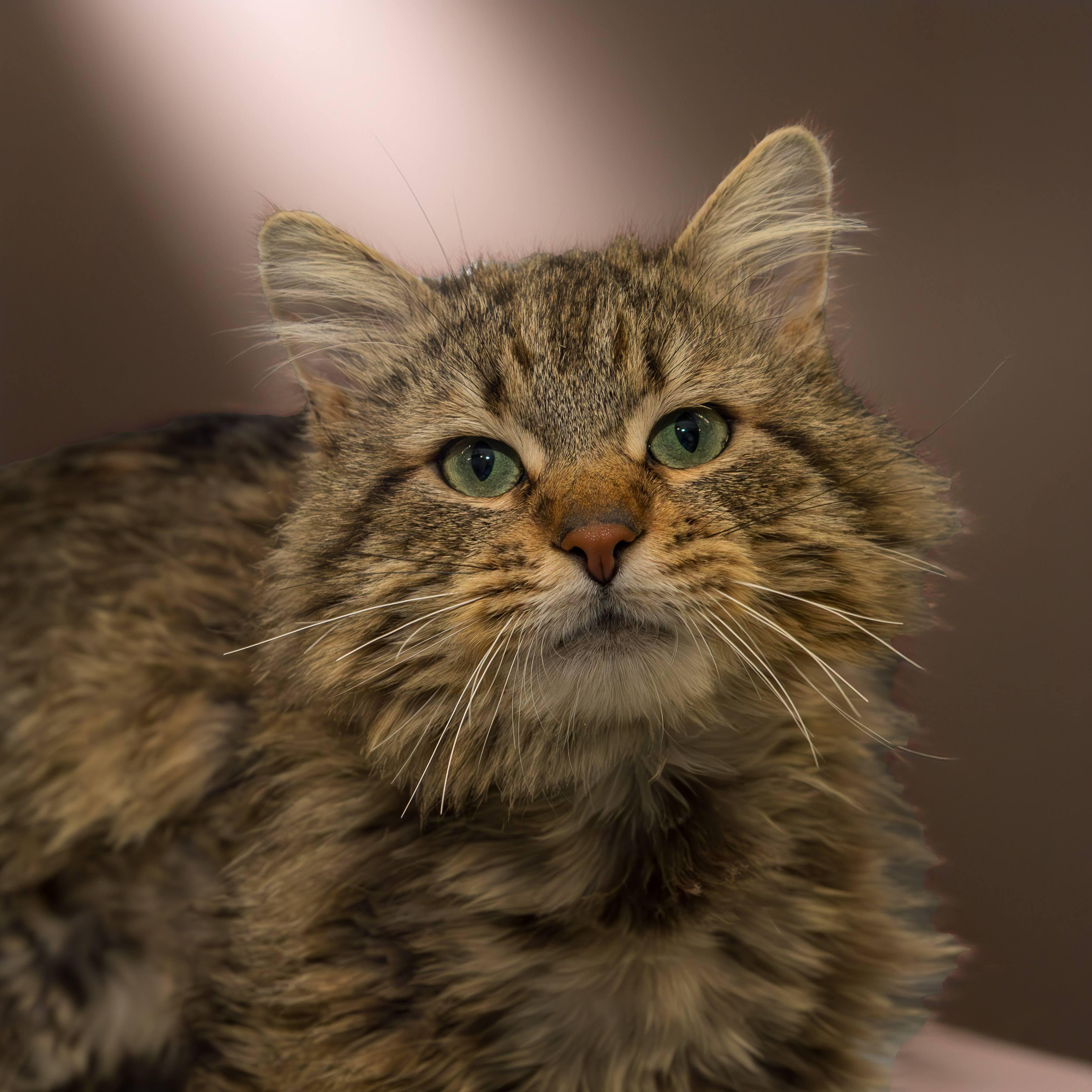 Mickey, an adoptable Domestic Long Hair in Boyne City, MI, 49712 | Photo Image 1