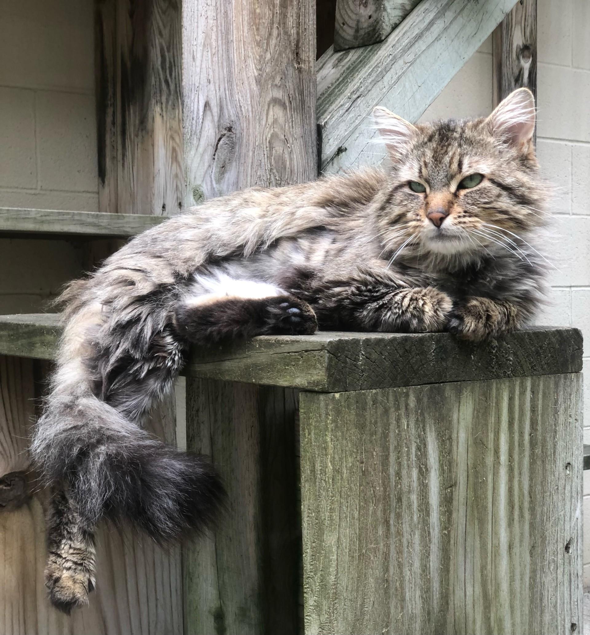Mickey, an adoptable Domestic Long Hair in Boyne City, MI, 49712 | Photo Image 2