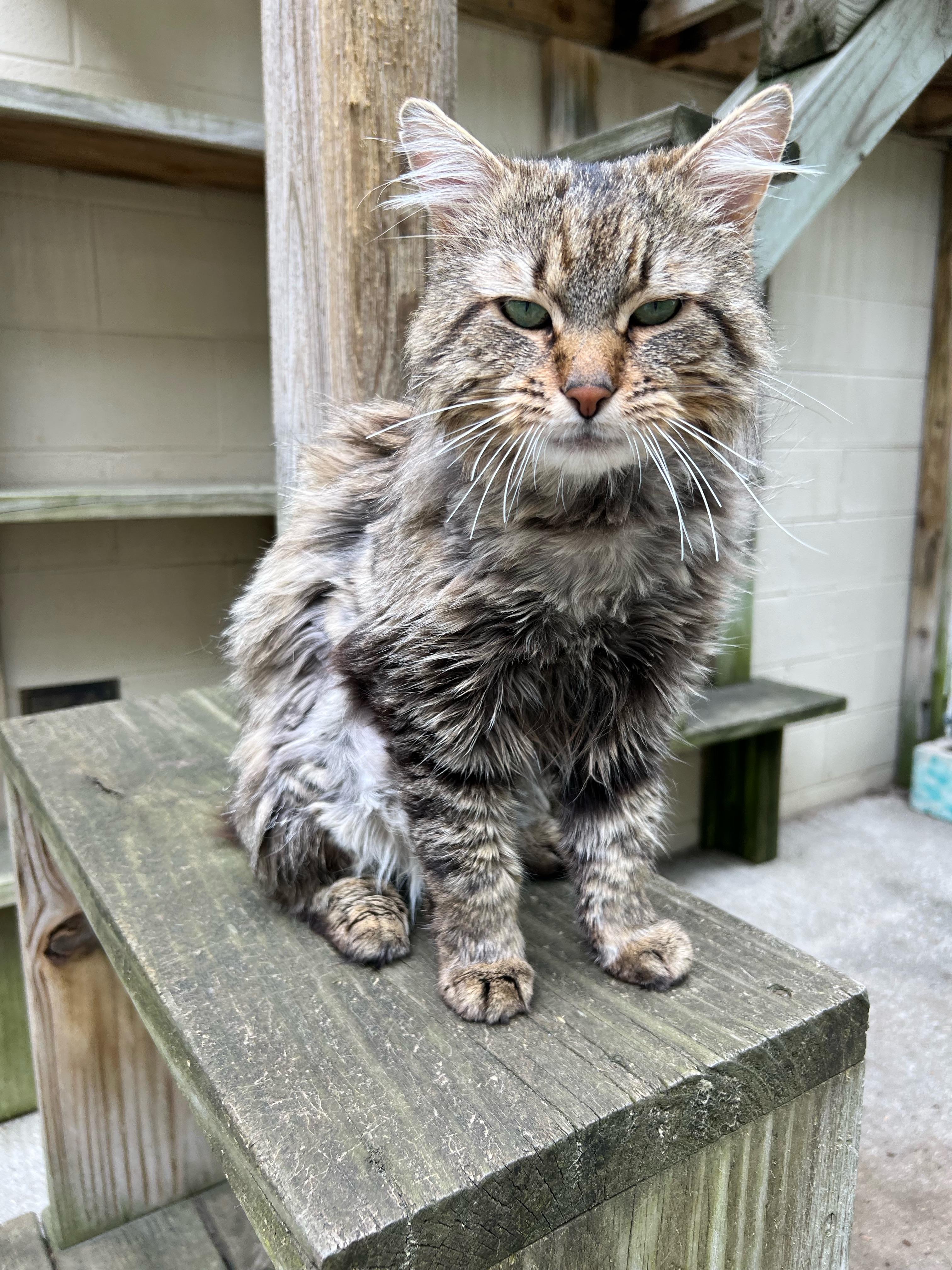 Mickey, an adoptable Domestic Long Hair in Boyne City, MI, 49712 | Photo Image 3