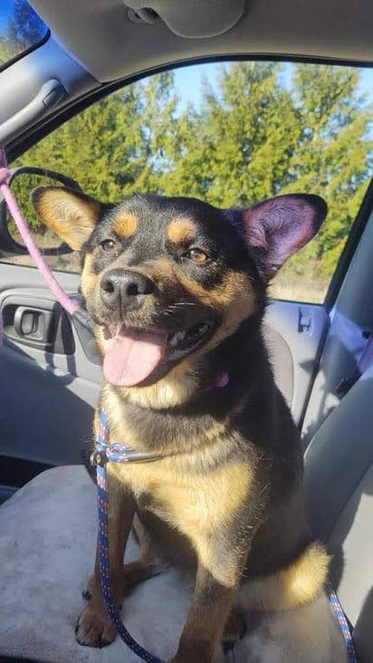 Enlarge Sheba, a Adoptable Mixed Breed in Covington, WA image 5/6