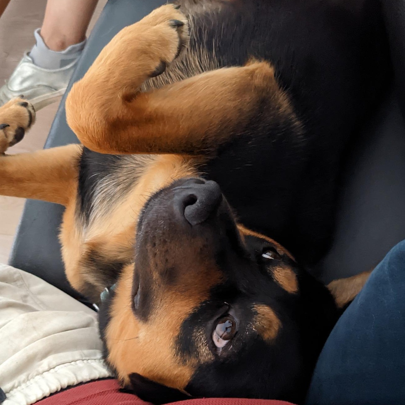 Enlarge Sheba, a Adoptable Mixed Breed in Covington, WA image 1/6