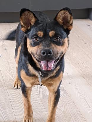Enlarge Sheba, a Adoptable Mixed Breed in Covington, WA image 4/6