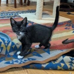 Jasper, Adoptable, Kitten Male Domestic Short Hair.