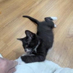 Jasper, a Adoptable Domestic Short Hair in Annapolis, MD image 2/2