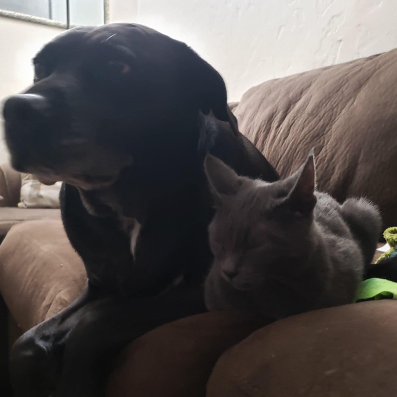 Graydon, a Adoptable Domestic Short Hair in Eureka, CA image 2/4