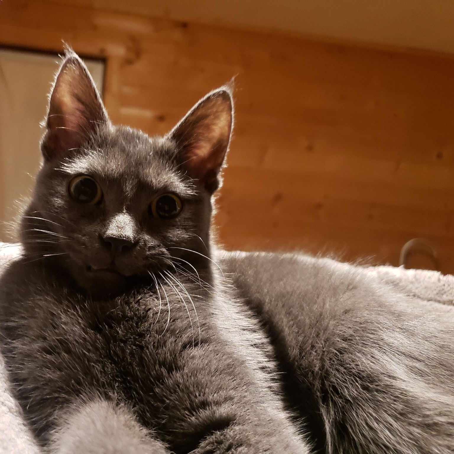 Graydon, Adoptable, Young Male Domestic Short Hair.