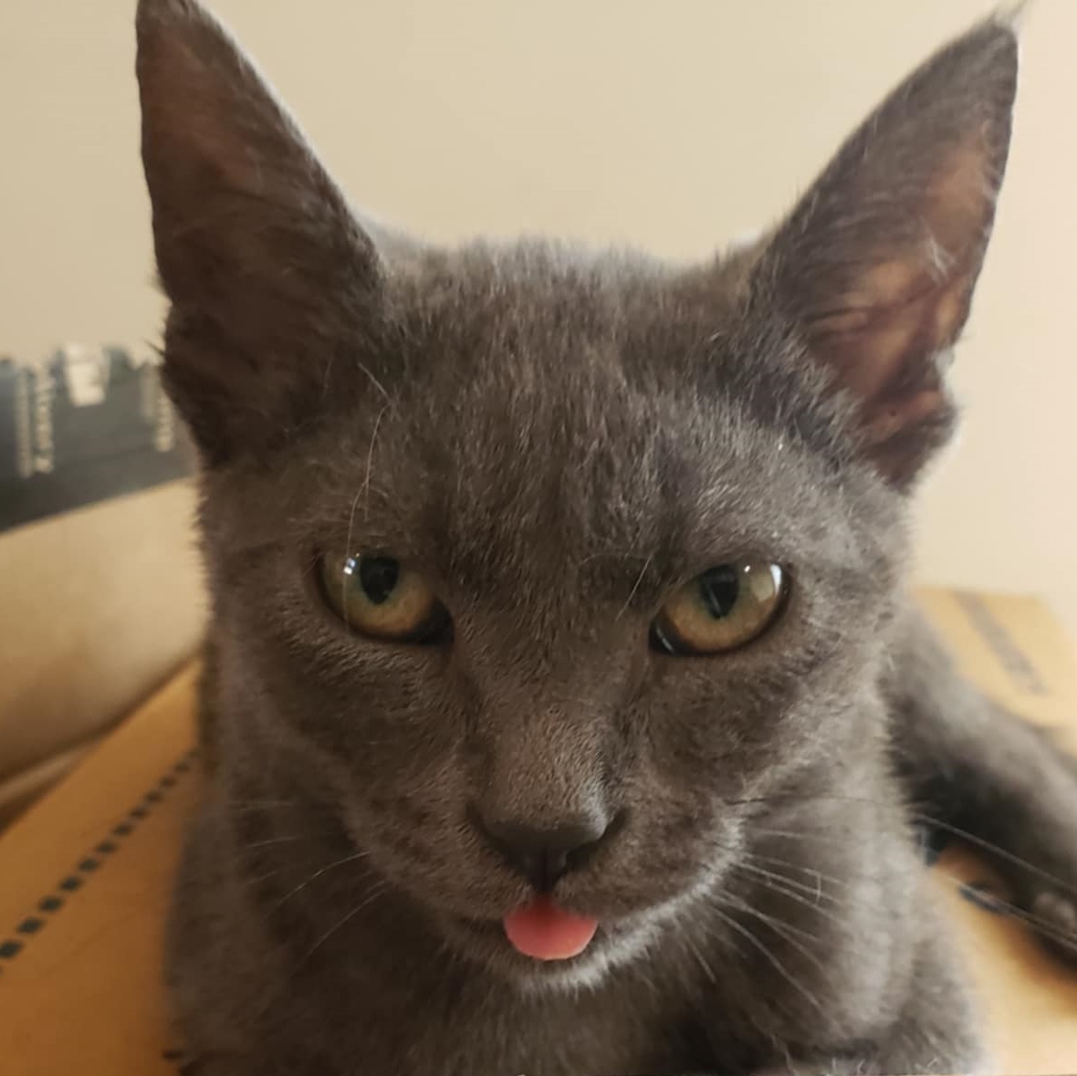 Graydon, a Adoptable Domestic Short Hair in Eureka, CA image 3/4