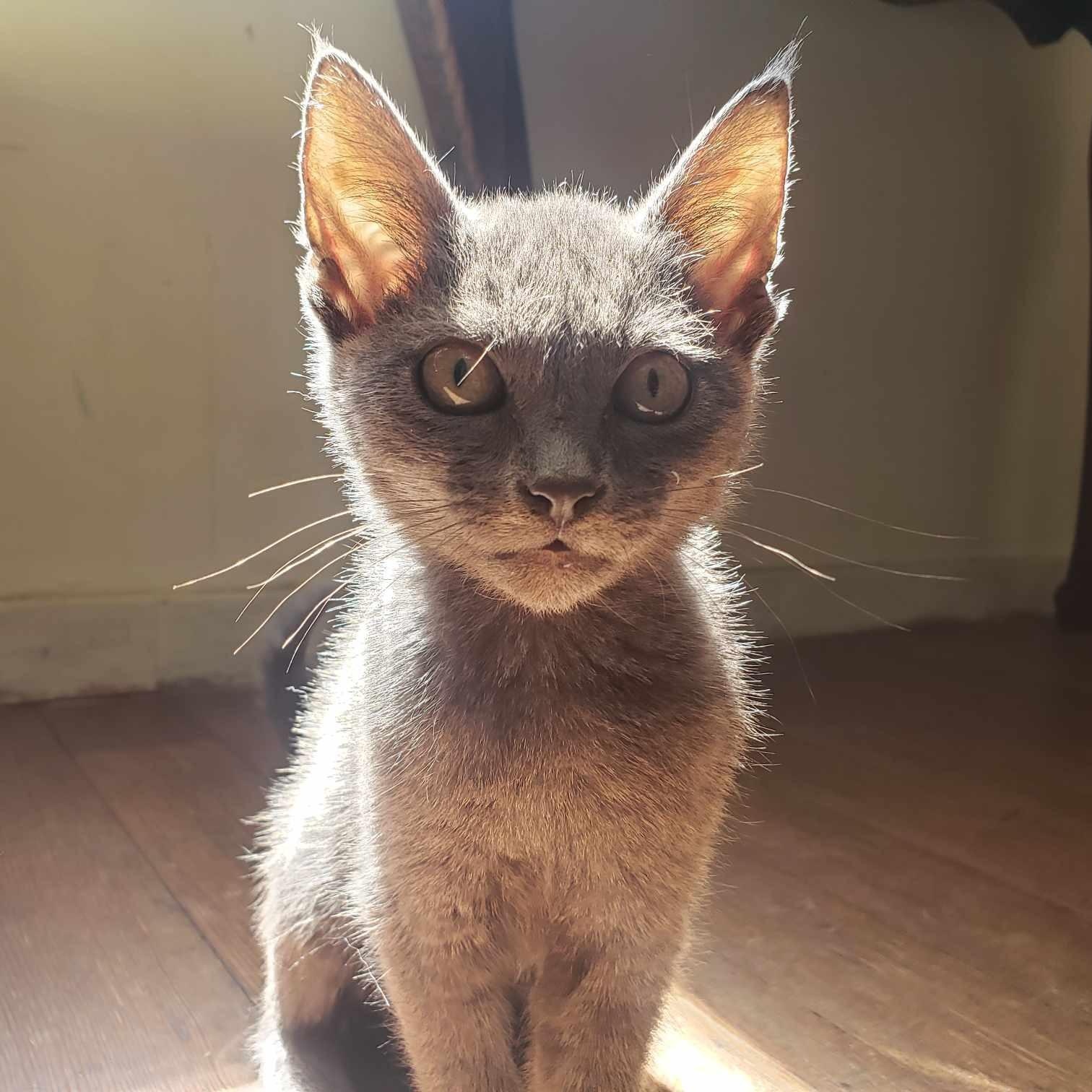 Graydon, a Adoptable Domestic Short Hair in Eureka, CA image 4/4