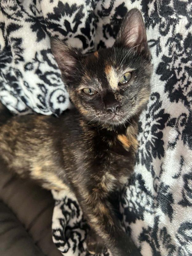 Tonks, adopted, Young Female Tortoiseshell.