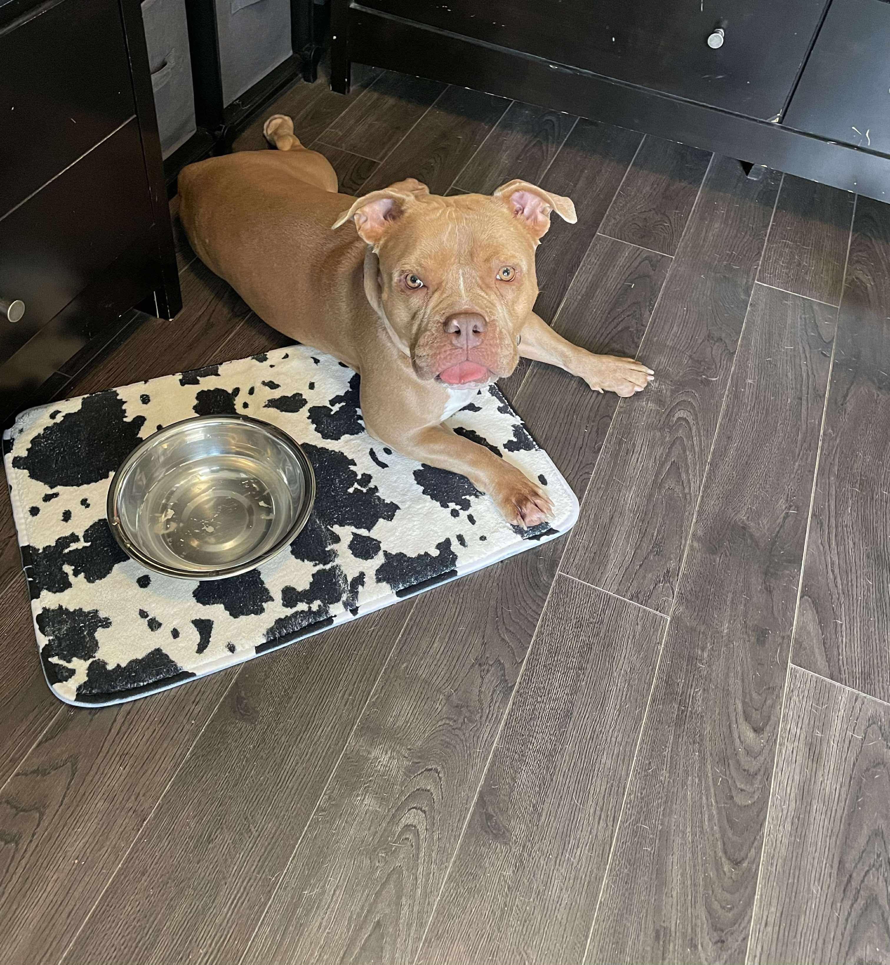 Capri, a Adoptable mixed breed in Jackson , NJ image 6/6