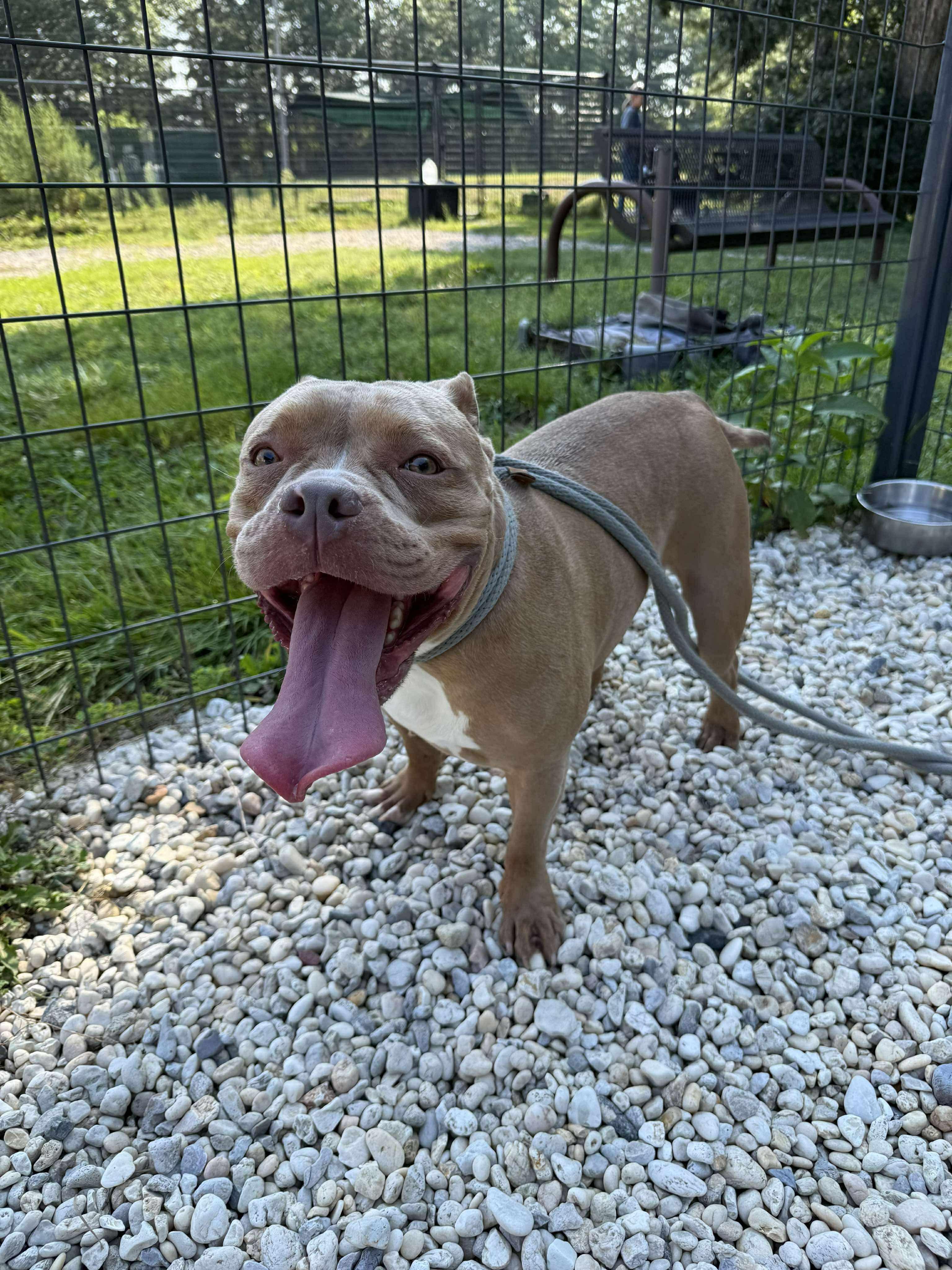 Capri, a Adoptable mixed breed in Jackson , NJ image 5/6