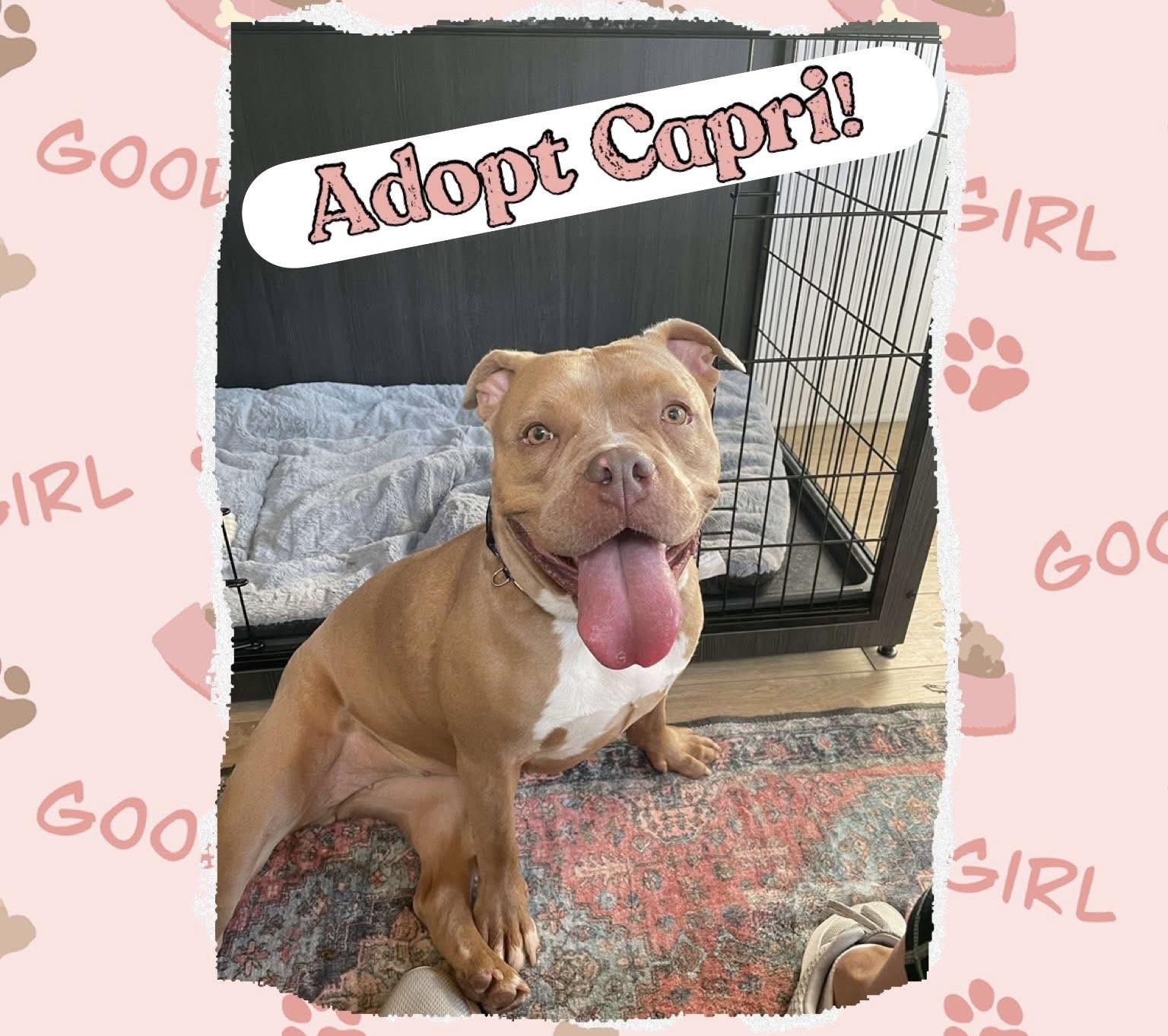 Capri, a Adoptable mixed breed in Jackson , NJ image 3/6