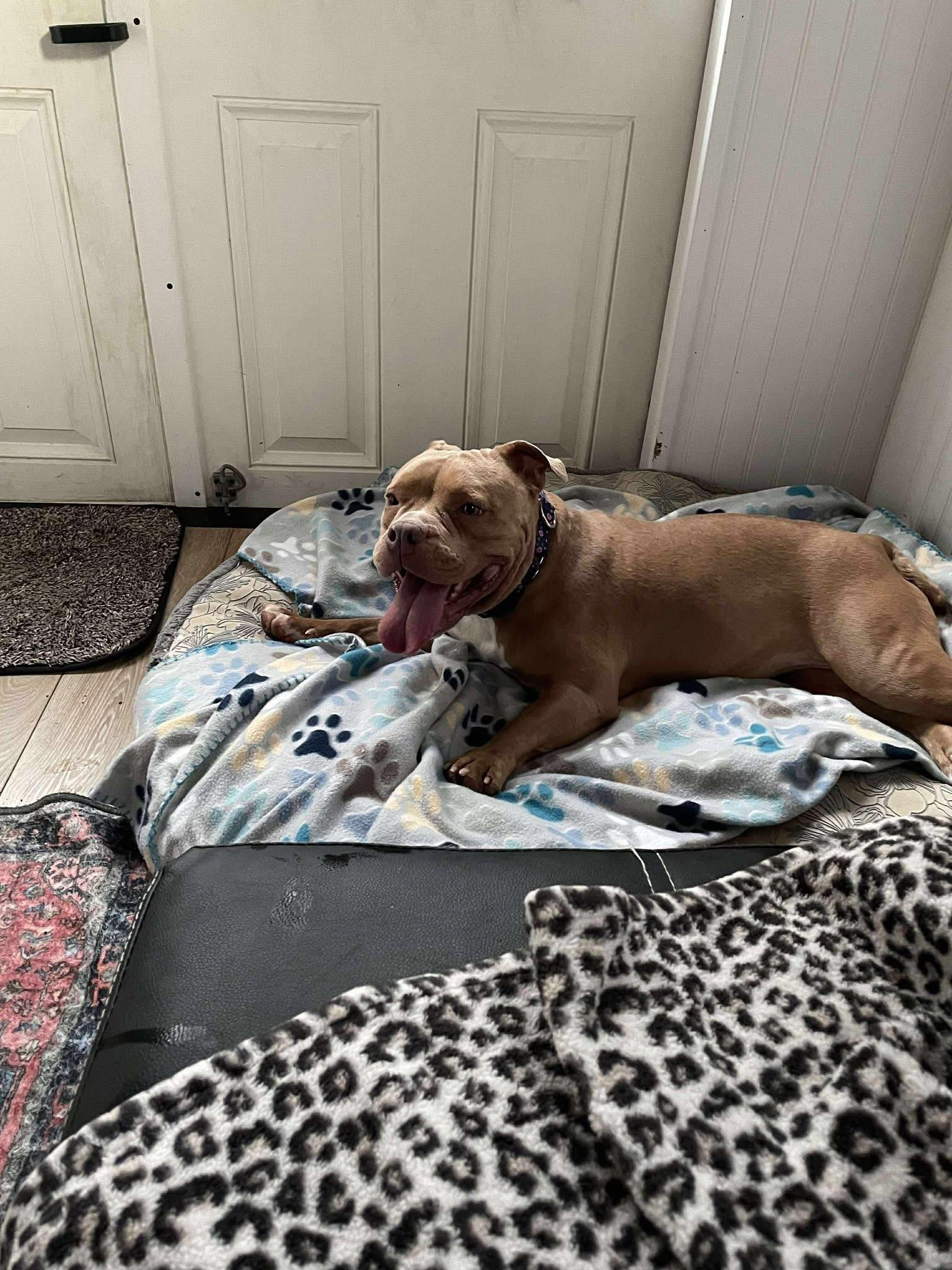 Capri, a Adoptable mixed breed in Jackson , NJ image 2/6