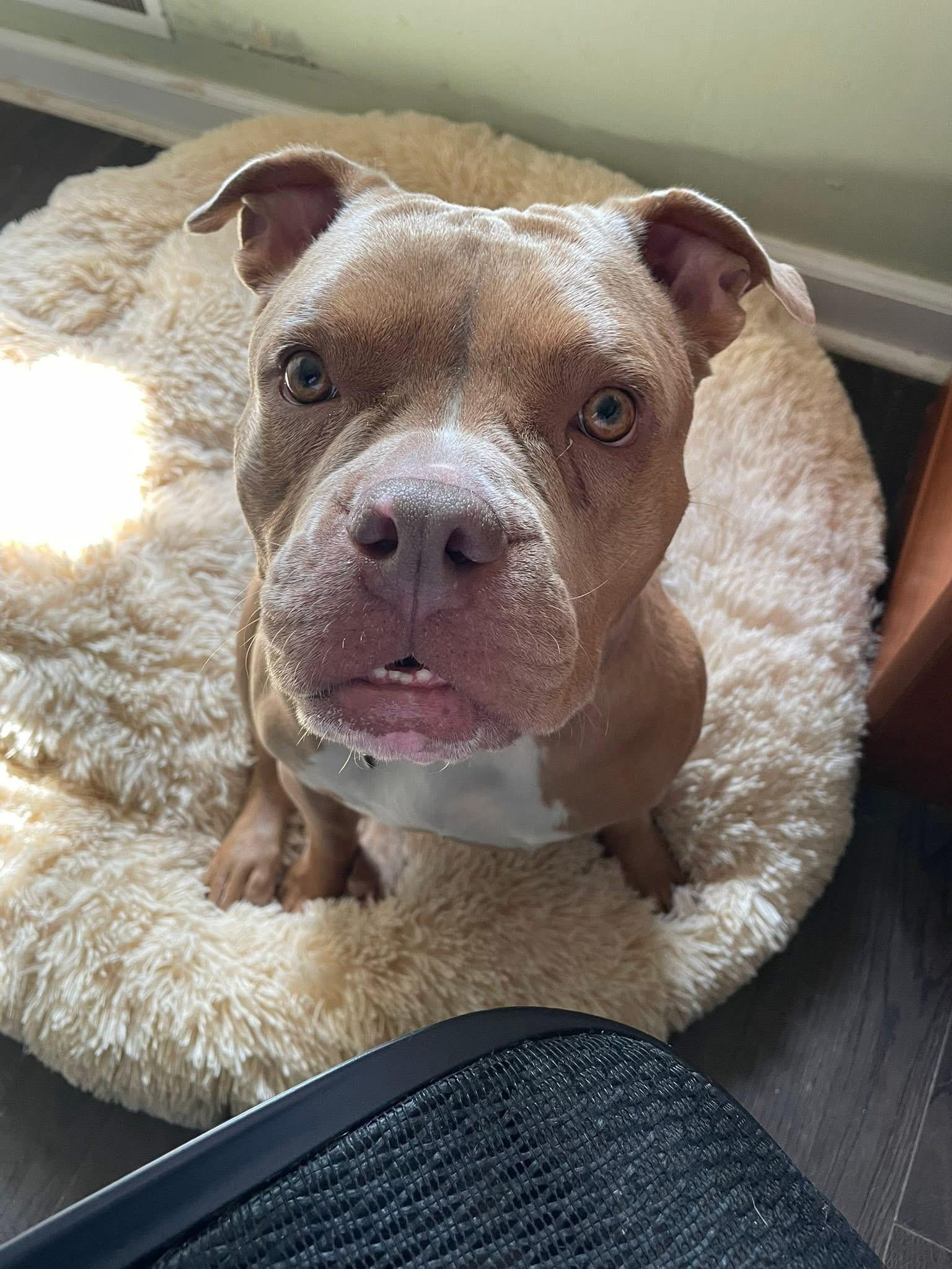 Capri, a Adoptable mixed breed in Jackson , NJ image 1/6