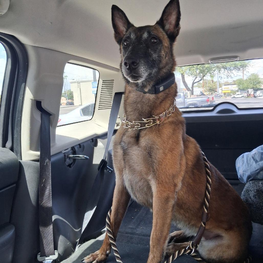 Demo, Adoptable, Adult Female Belgian Shepherd / Malinois.