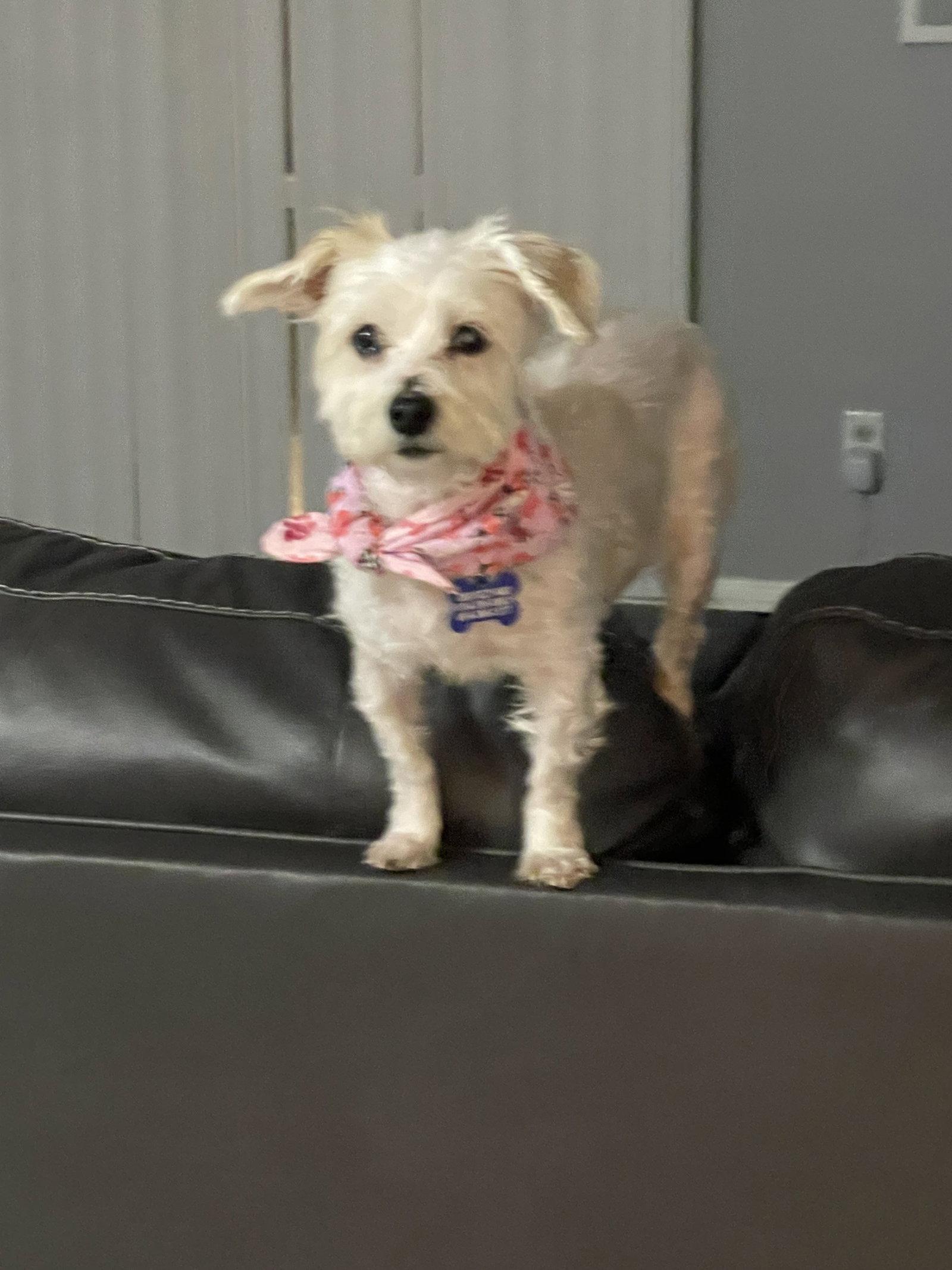 Bella - OS, Adopted, Adult Female Yorkshire Terrier.