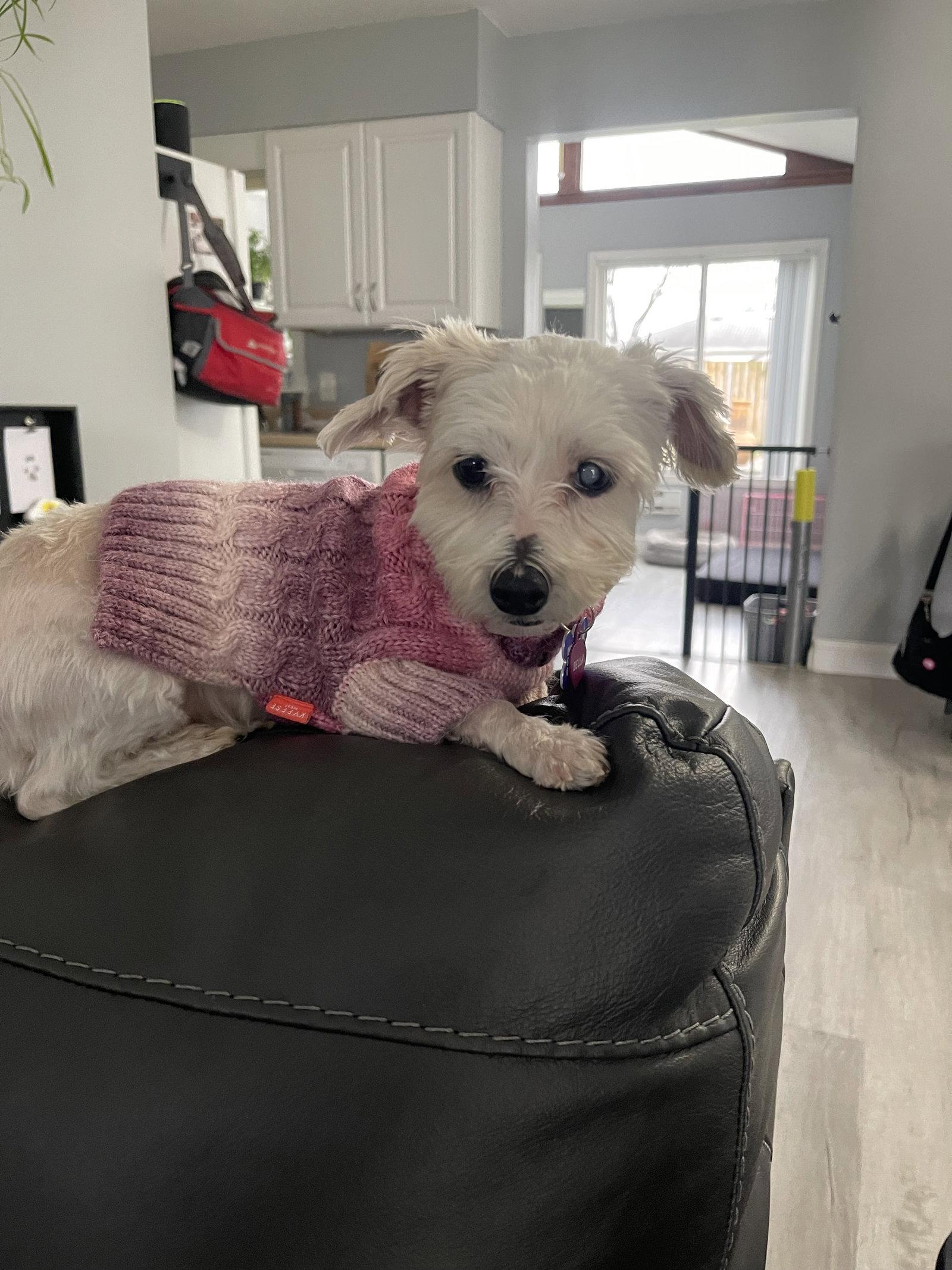 Bella - OS, a Adopted Yorkshire Terrier in Pataskala, OH image 2/3