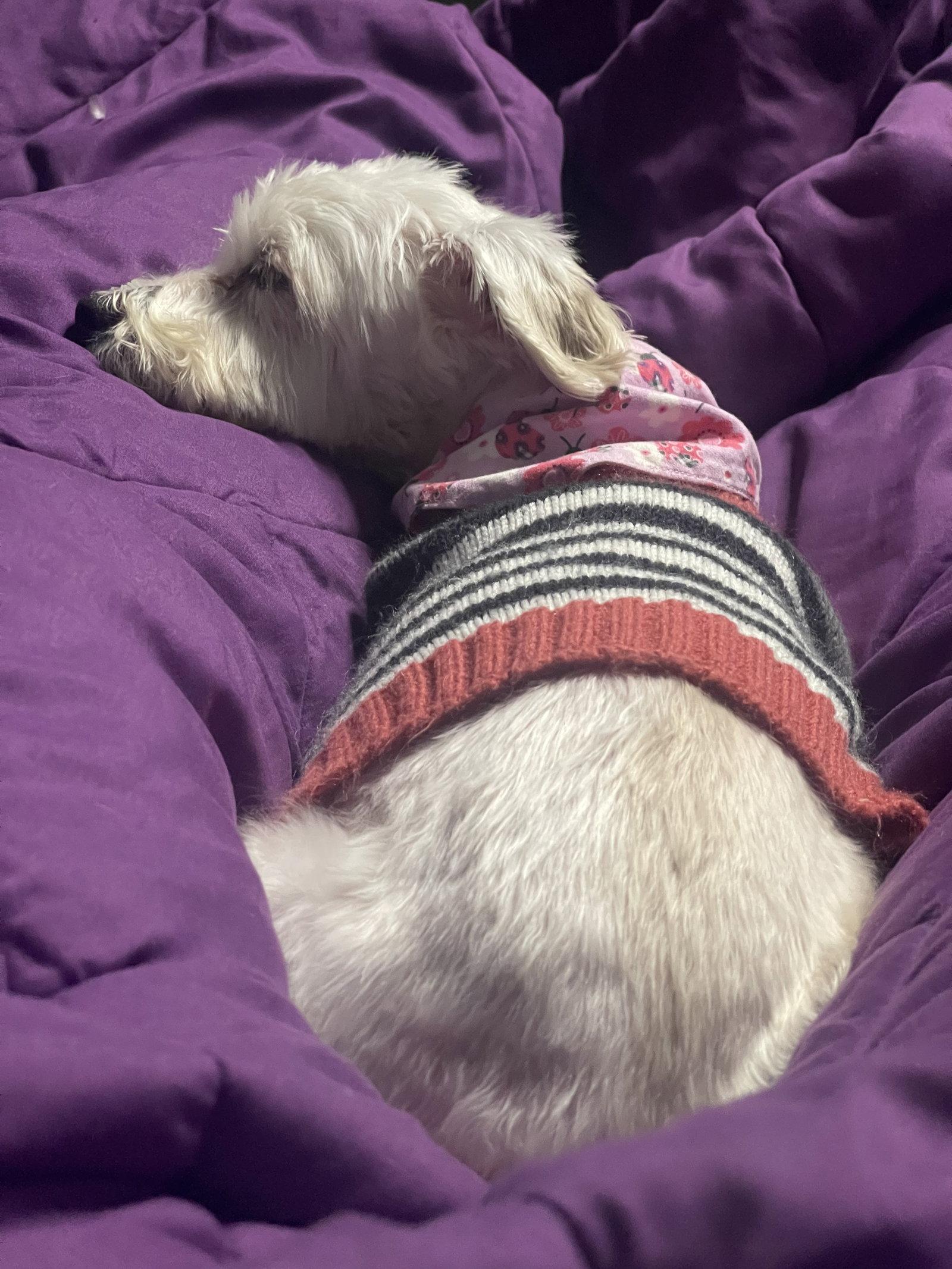 Bella - OS, a Adopted Yorkshire Terrier in Pataskala, OH image 3/3