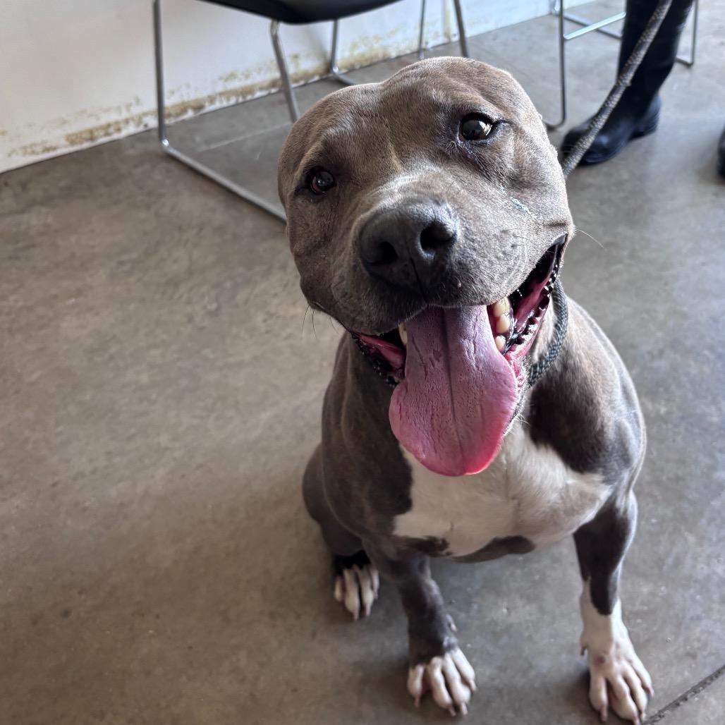 Enlarge Pablo, a Adoptable mixed breed in Rock Falls, IL image 1/1