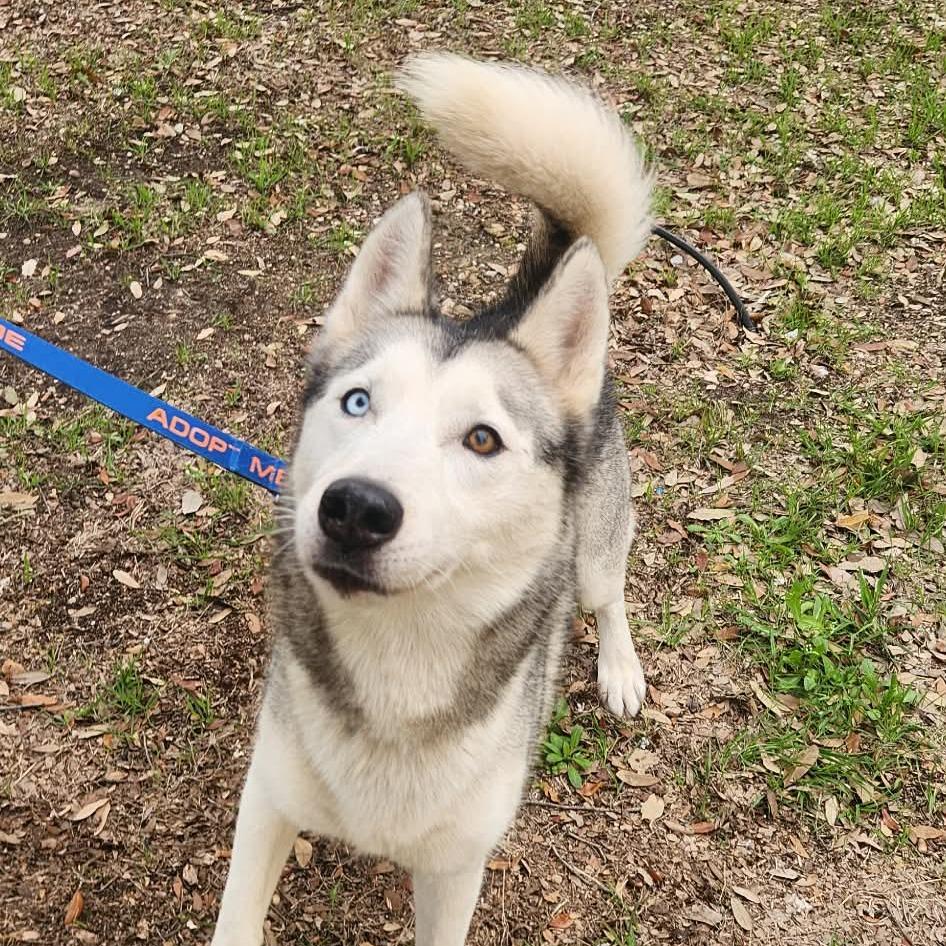Enlarge Cisco JuM, a Adoptable Siberian Husky in Hoffman Estates, IL image 1/6