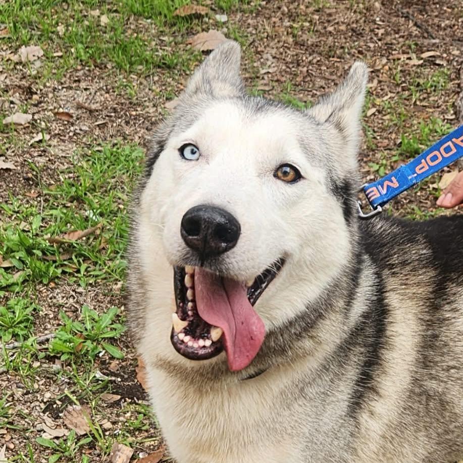 Enlarge Cisco JuM, a Adoptable Siberian Husky in Hoffman Estates, IL image 2/6