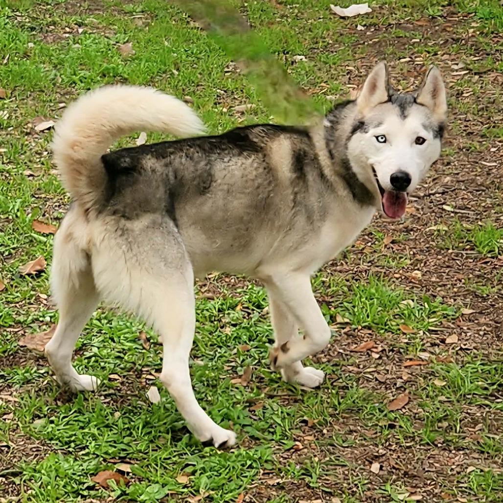 Enlarge Cisco JuM, a Adoptable Siberian Husky in Hoffman Estates, IL image 6/6