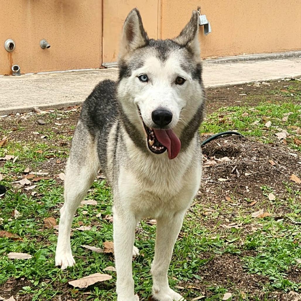 Enlarge Cisco JuM, a Adoptable Siberian Husky in Hoffman Estates, IL image 4/6