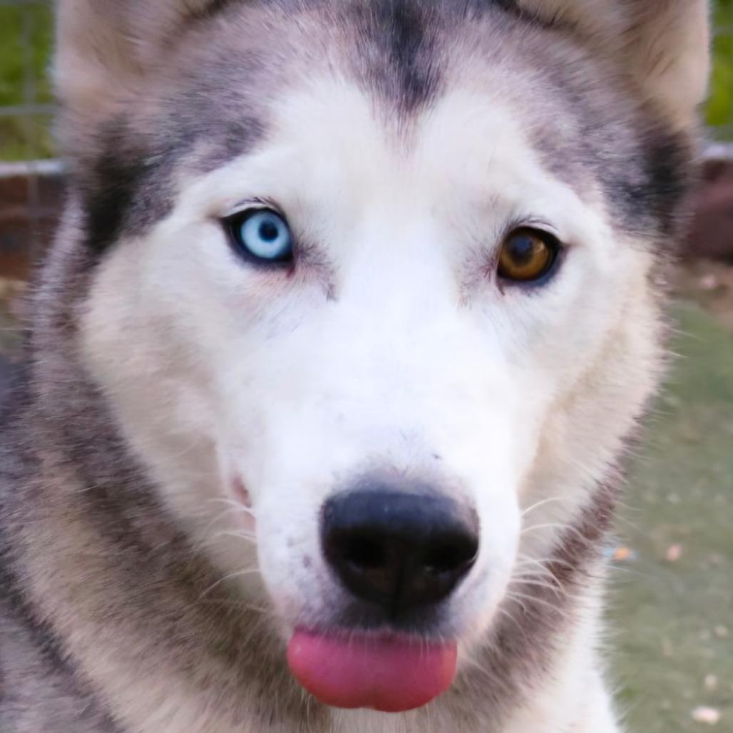 Enlarge Cisco JuM, a Adoptable Siberian Husky in Hoffman Estates, IL image 5/6