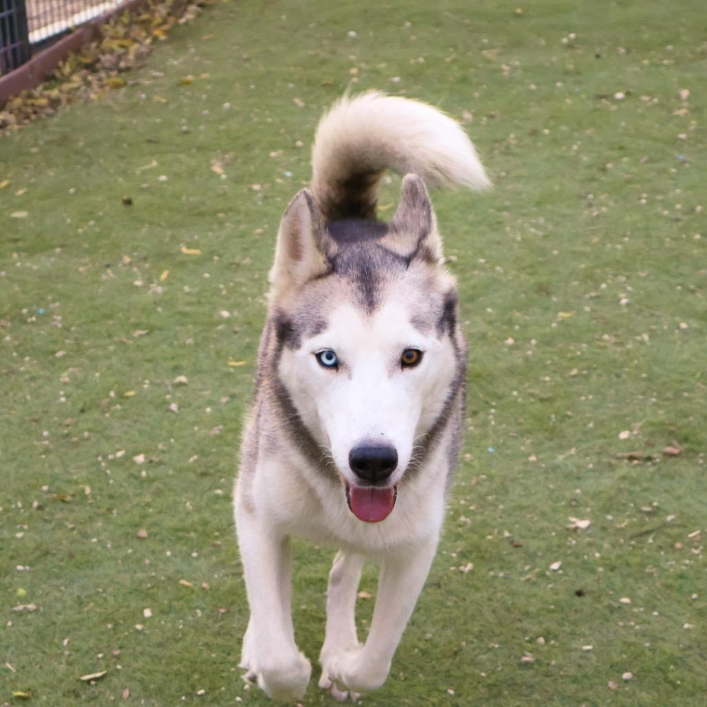 Enlarge Cisco JuM, a Adoptable Siberian Husky in Hoffman Estates, IL image 3/6