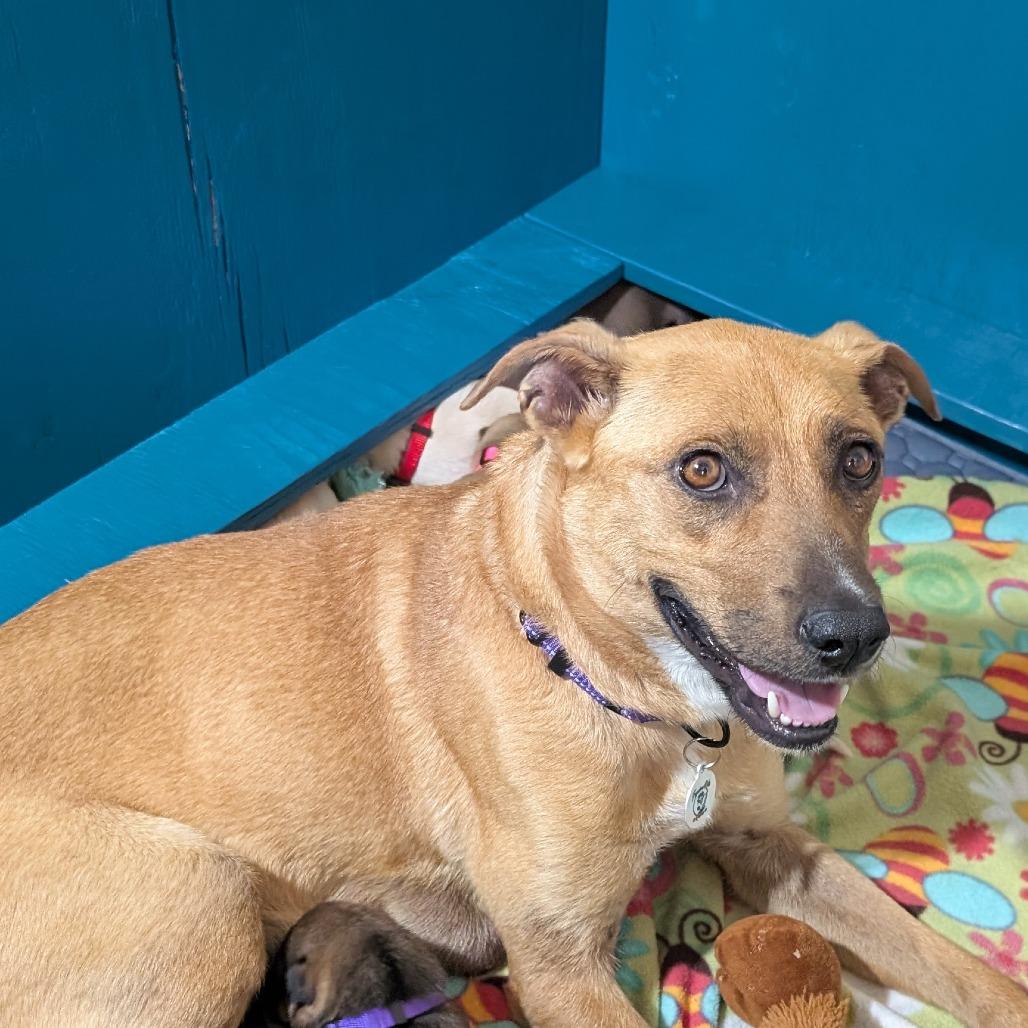 Mira, Adoptable, Adult Female Mixed Breed.