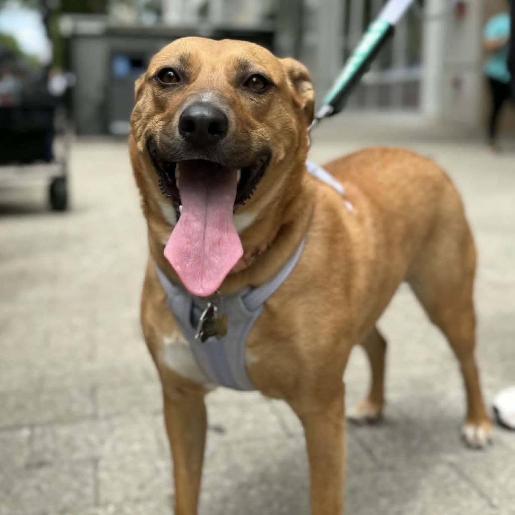 Mira, a Adoptable Mixed Breed in Raleigh, NC image 3/6