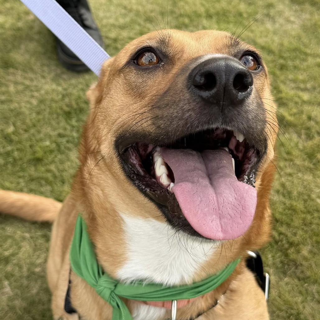 Enlarge Mira, a Adoptable Mixed Breed in Raleigh, NC image 3/6