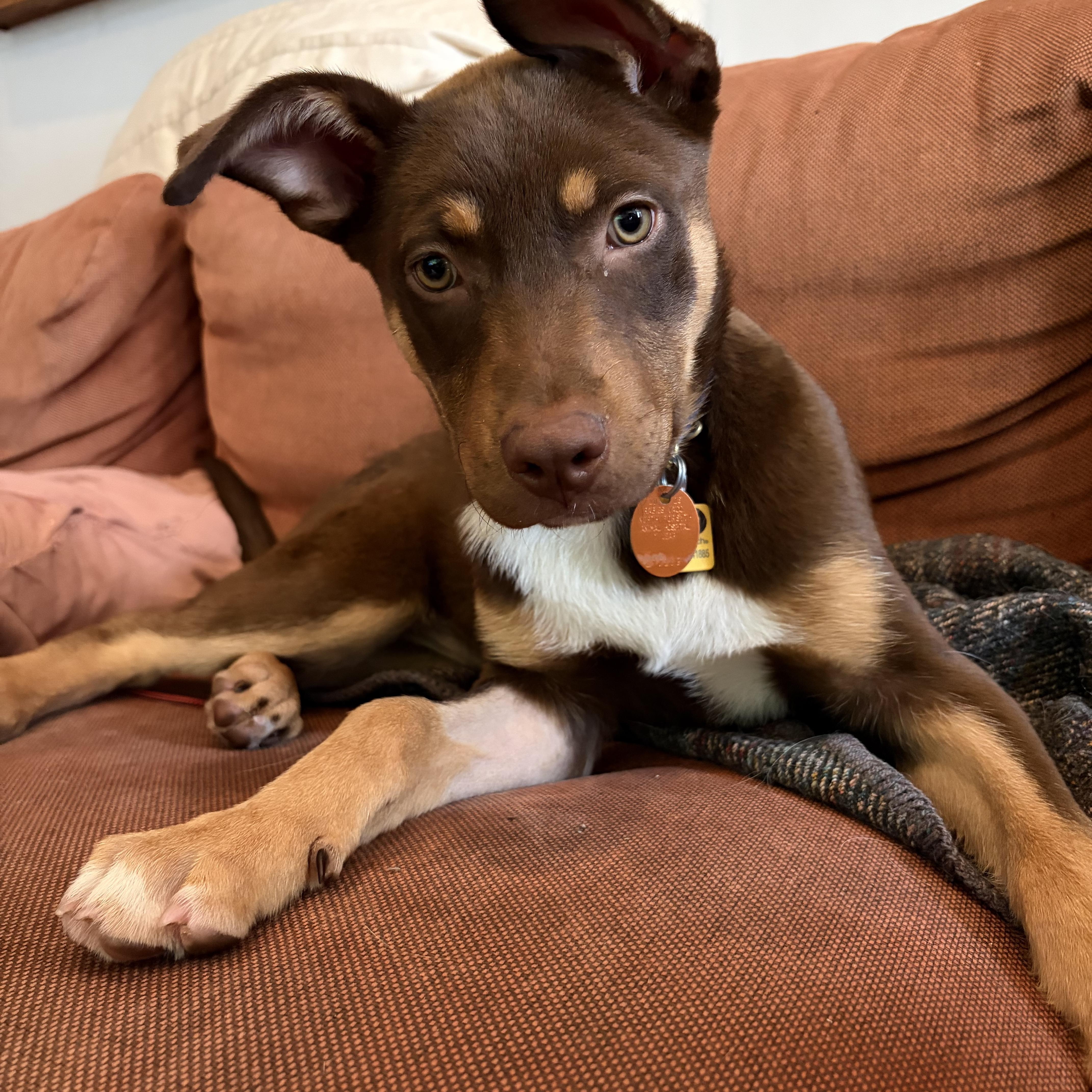 Red rider , an adopted mixed breed in Plymouth Meeting, PA image 1/5