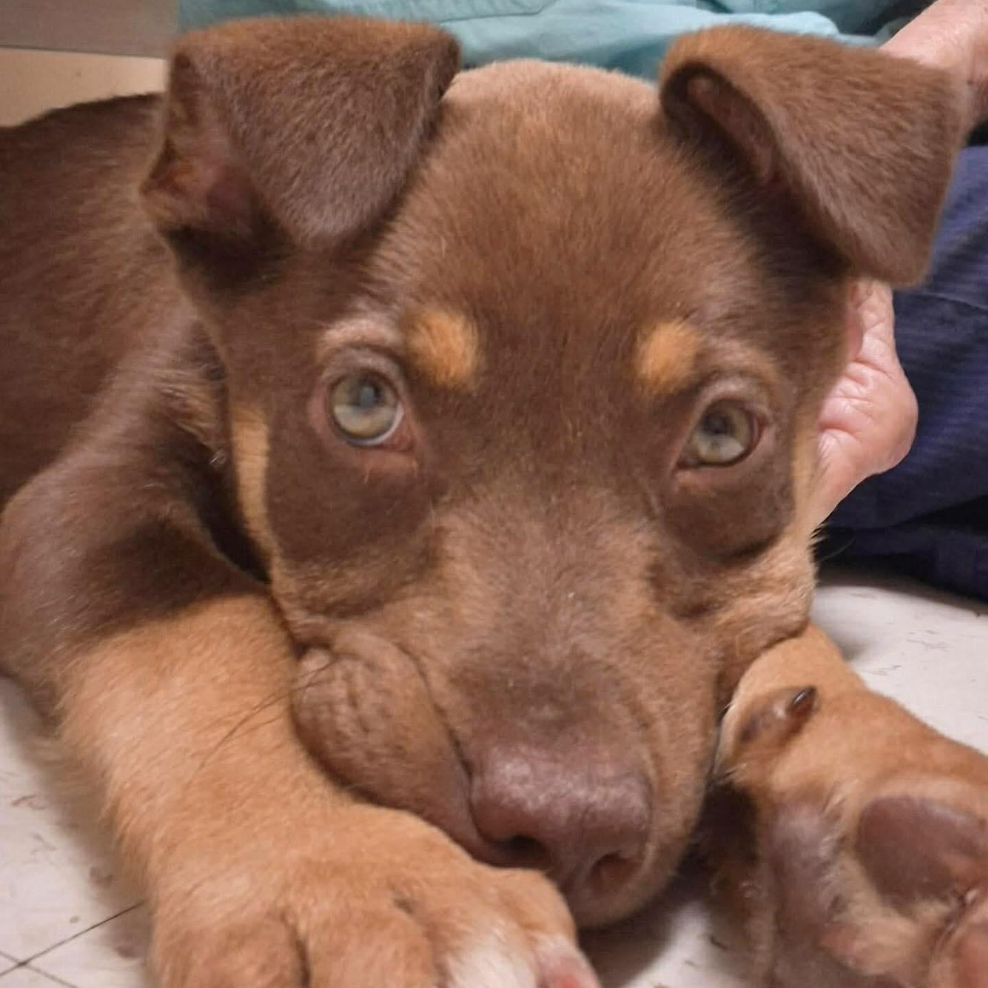 Red rider , an adopted mixed breed in Plymouth Meeting, PA image 4/5