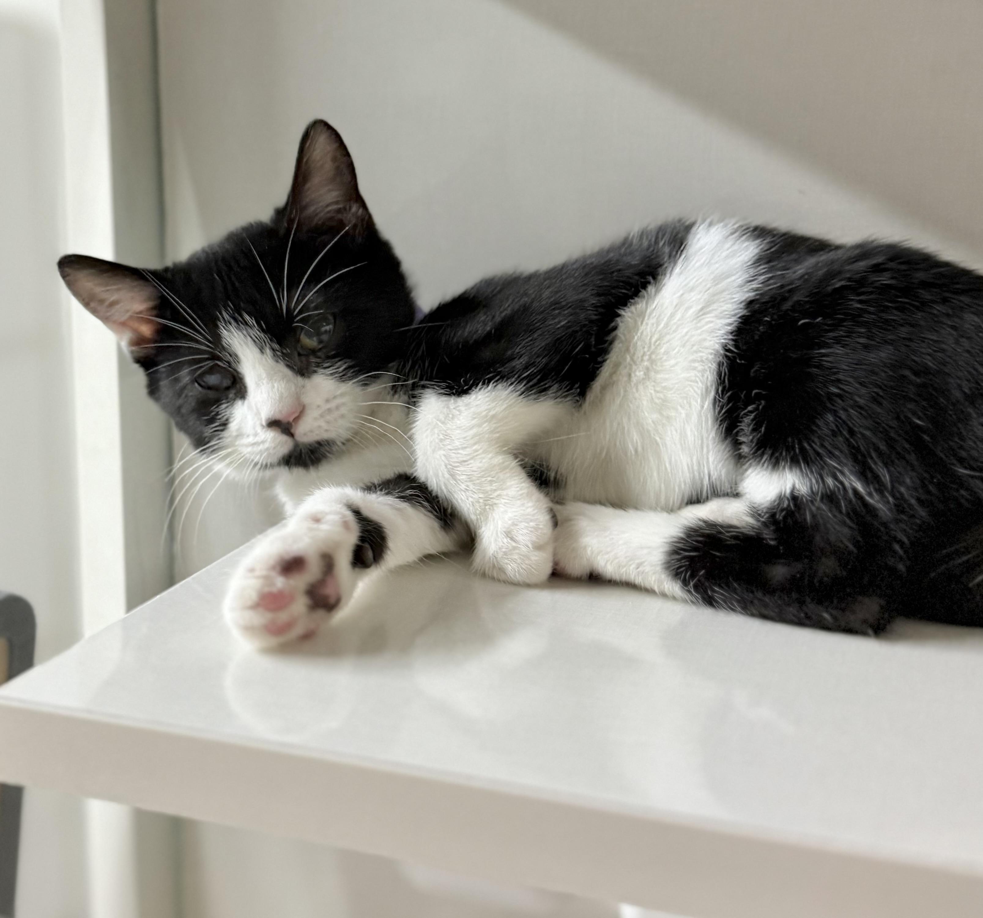 Enlarge Chloe, a Adoptable Tuxedo in Tavares, FL image 2/3