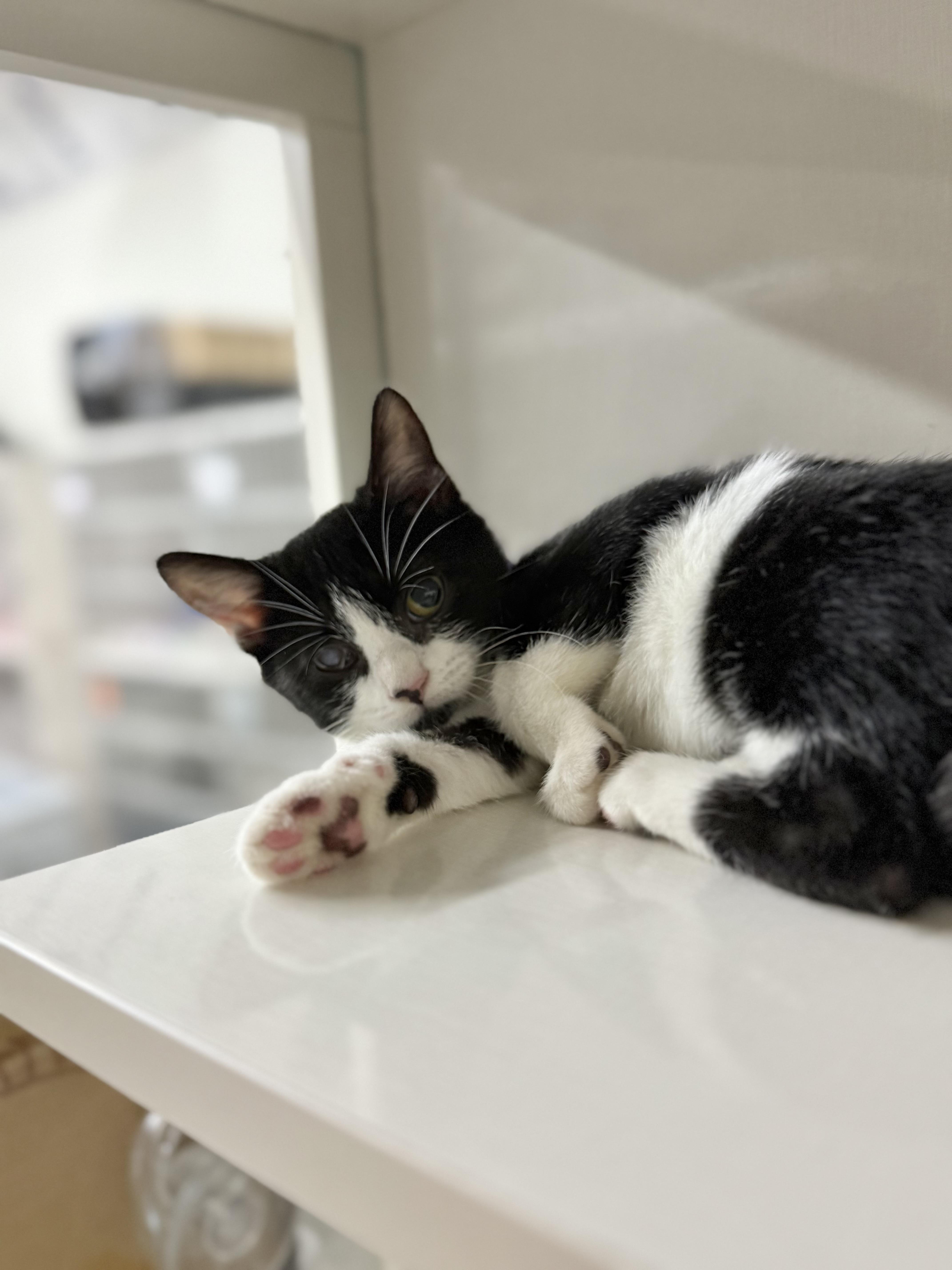 Enlarge Chloe, a Adoptable Tuxedo in Tavares, FL image 3/3