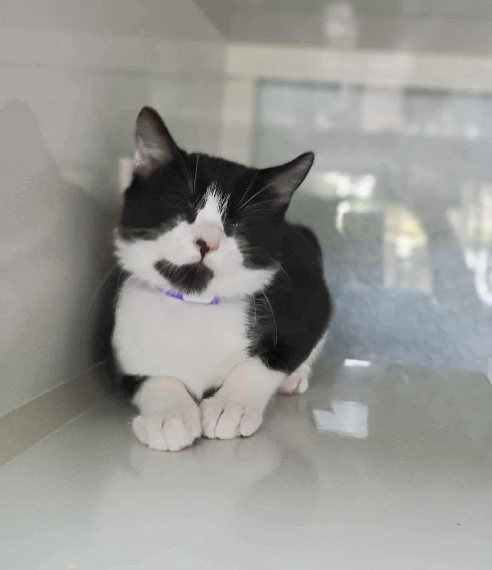Enlarge Chloe, a Adoptable Tuxedo in Tavares, FL image 1/3