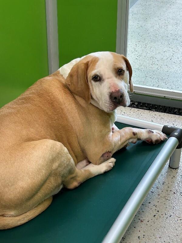 Enlarge Big Rufus Tubs, a Adoptable Mixed Breed in Providence Forge, VA image 1/1