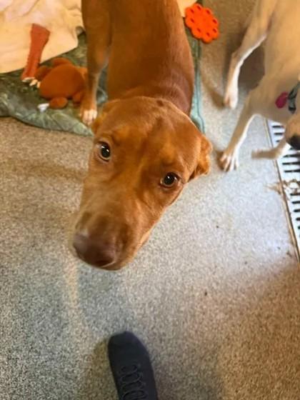 Gia, ADOPTABLE, Young Female Mixed Breed.
